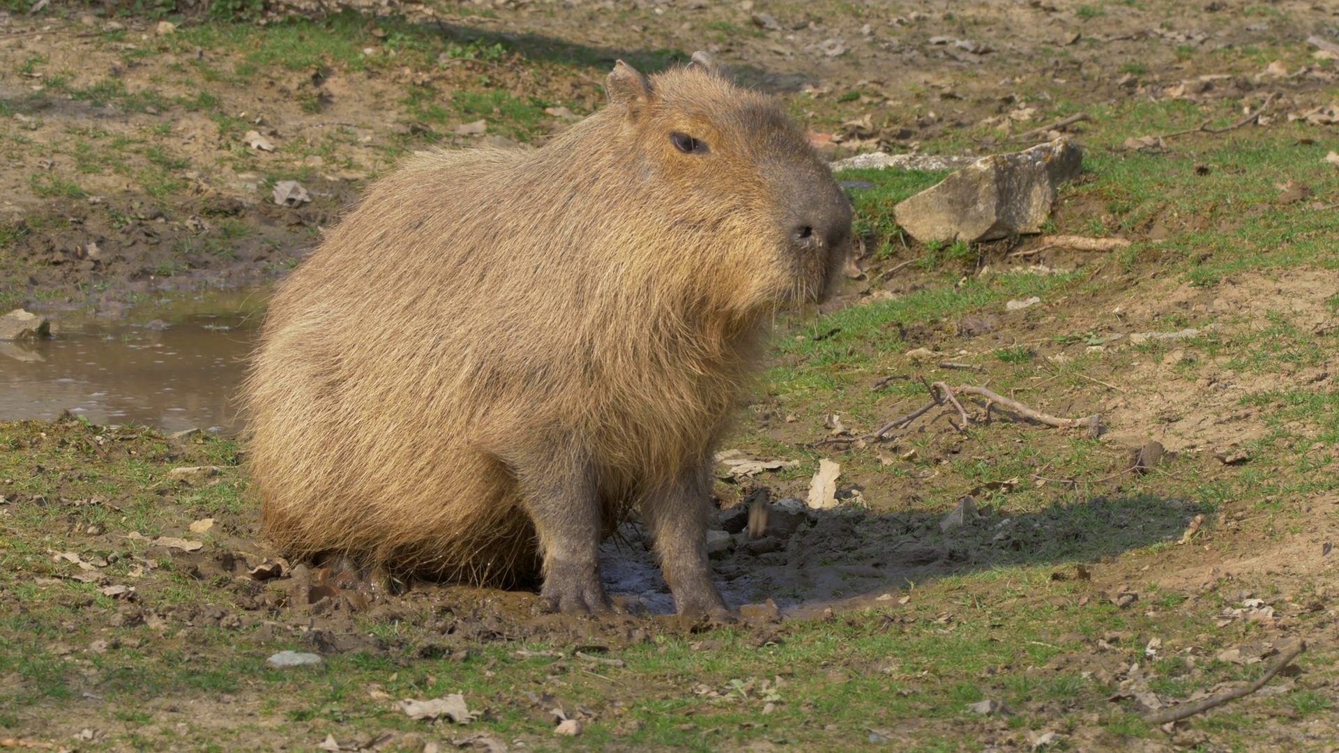 Capybara (Hydrochoerus hydrochaeris) at puddle Stock Video Footage ...