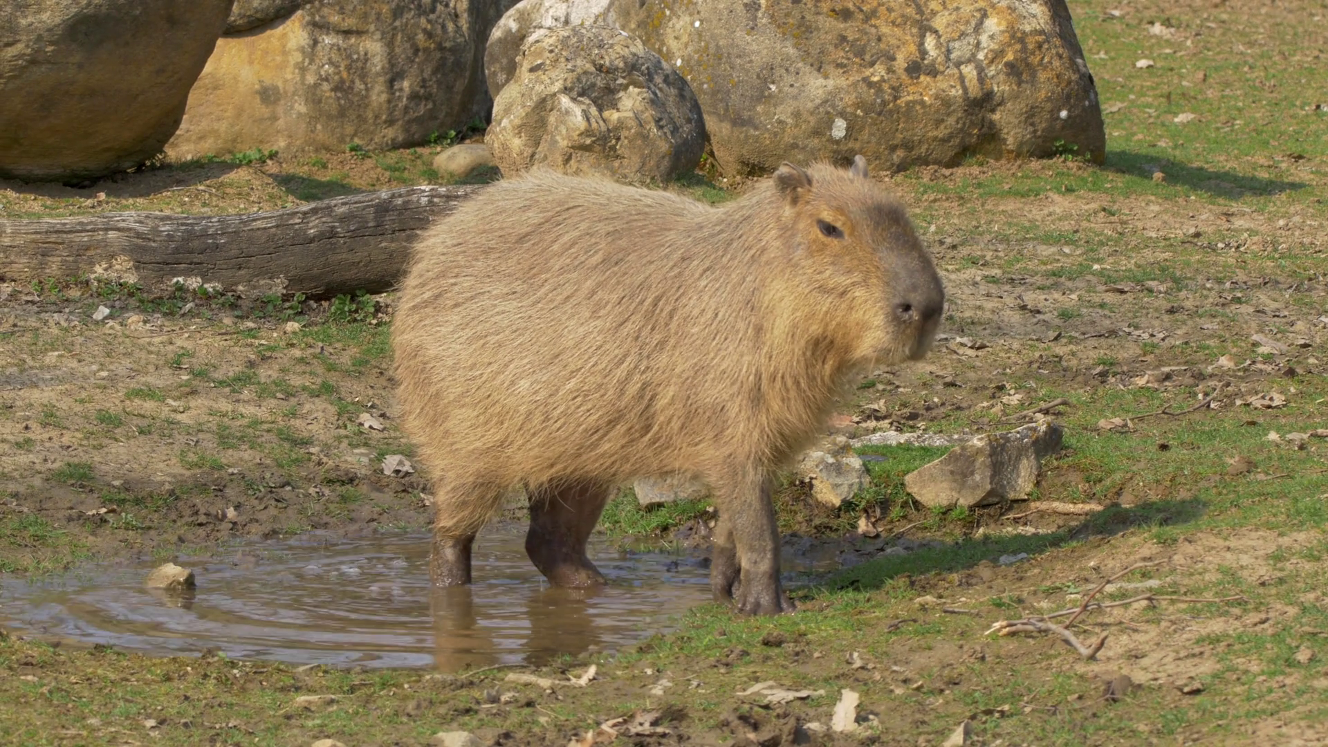 Capybara (Hydrochoerus hydrochaeris) at puddle Stock Video Footage ...