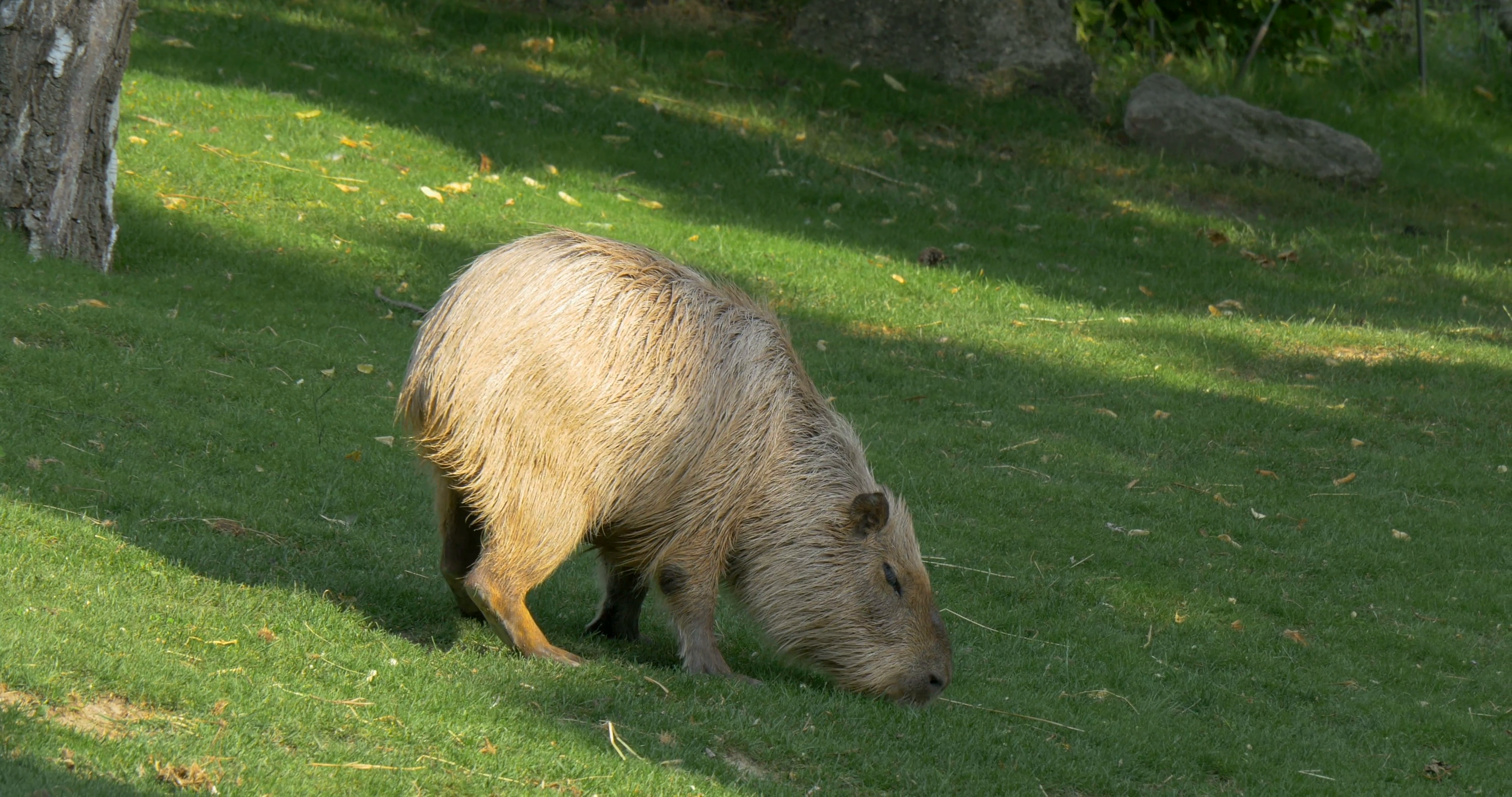 Capybara (Hydrochoerus hydrochaeris) largest rodent in world Stock ...