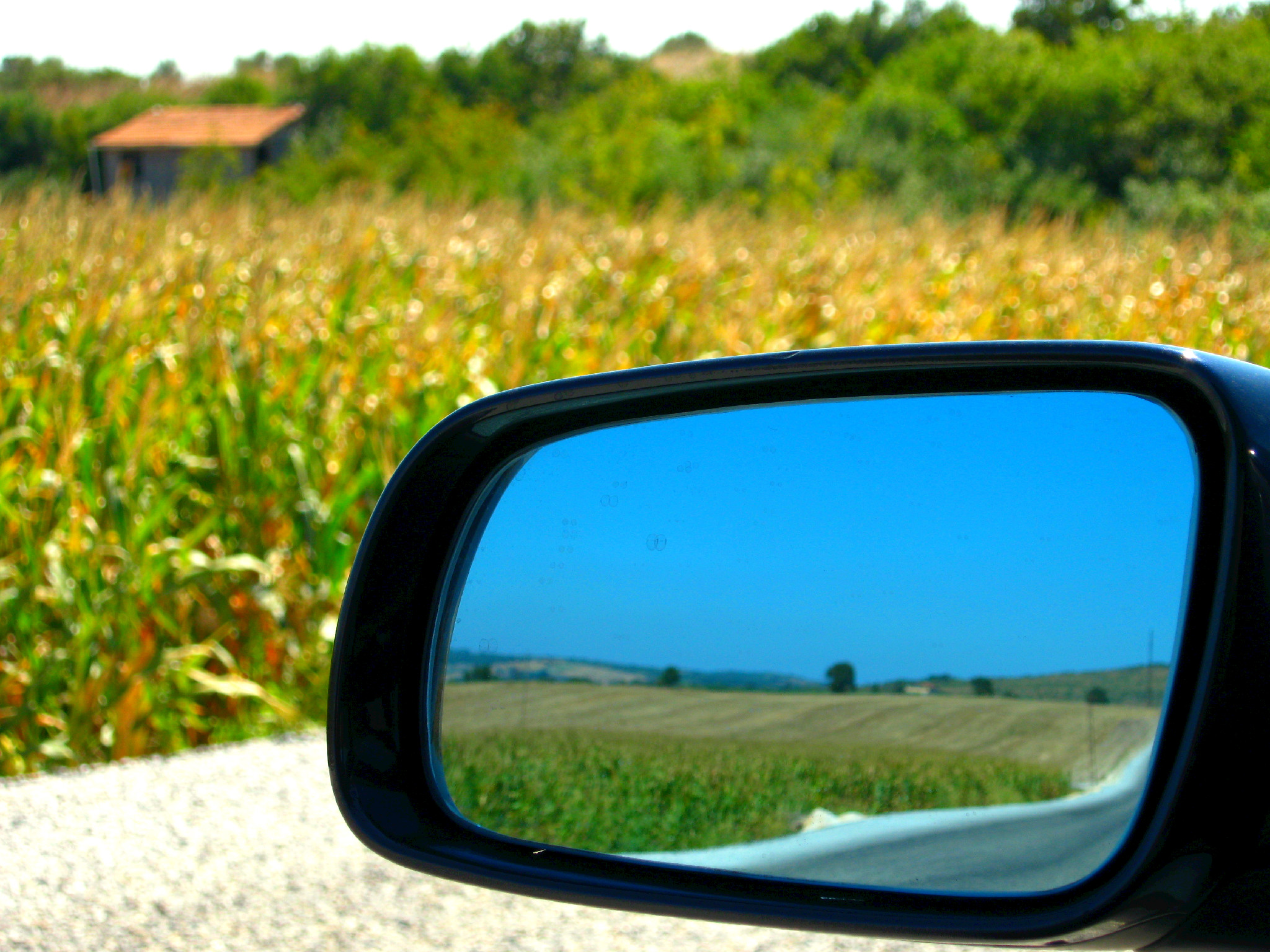 Car mirror and cornfield photo