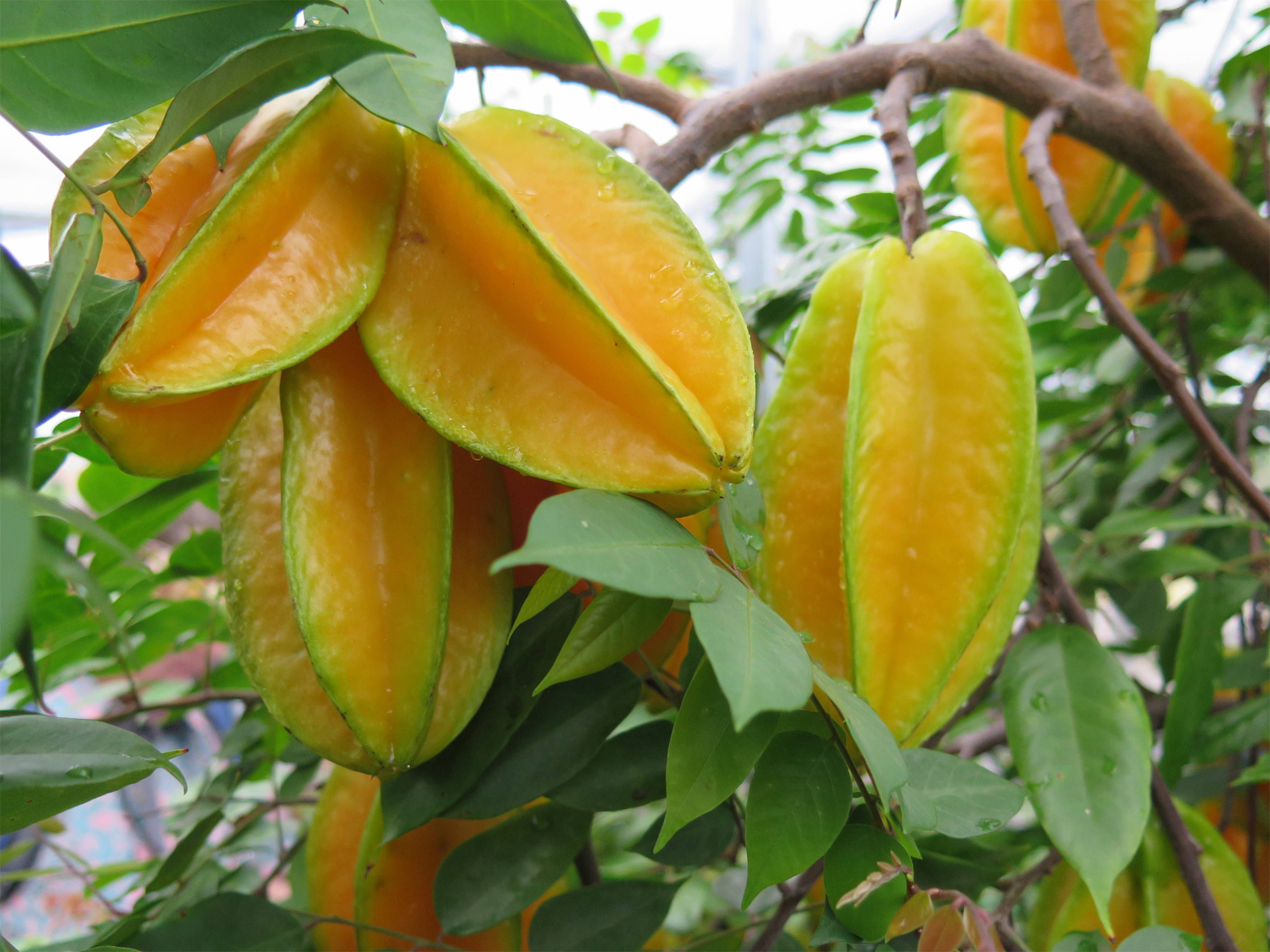 Carambola Facts, Health Benefits and Nutritional Value
