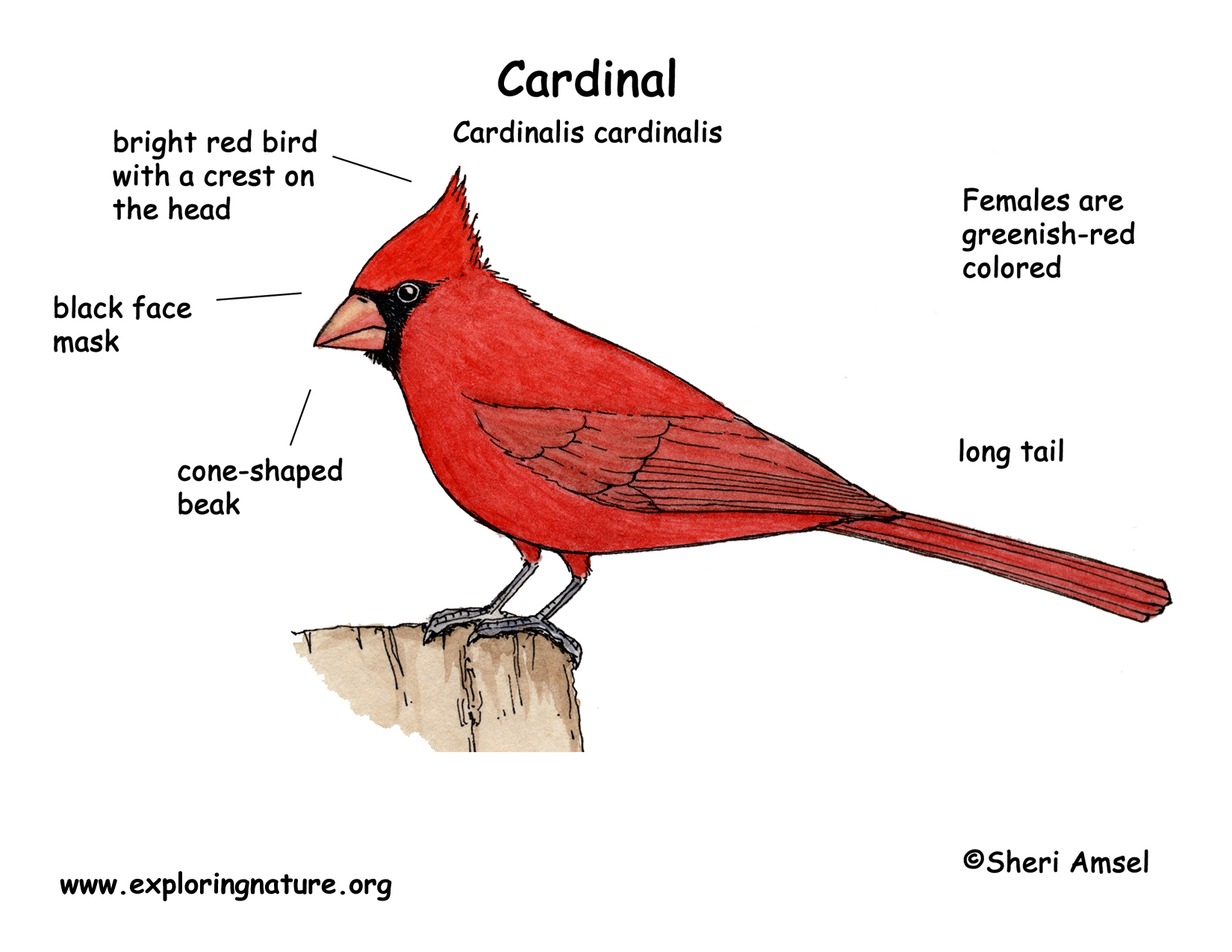 cardinal_color_diagram.jpg