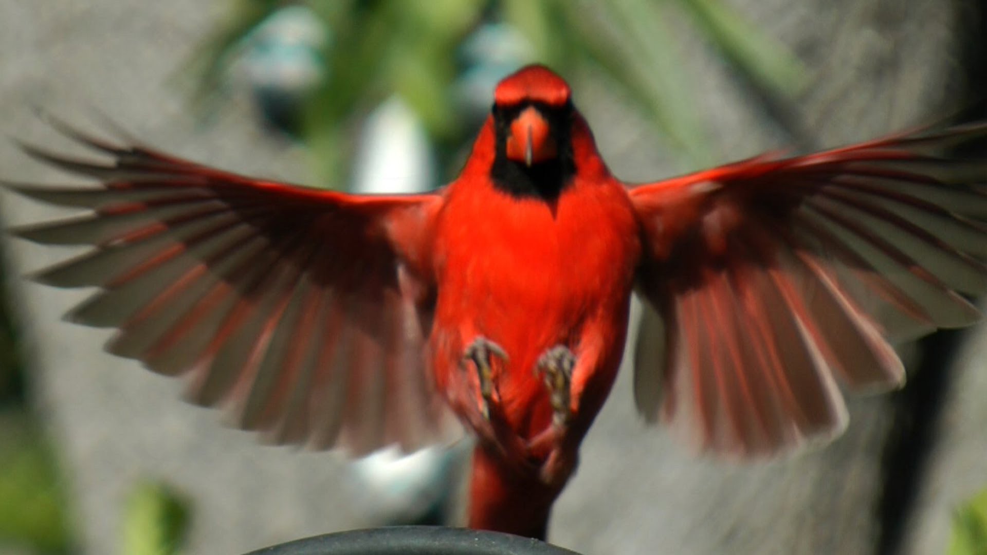 Northern Cardinal Beauty FYV 1080 - YouTube