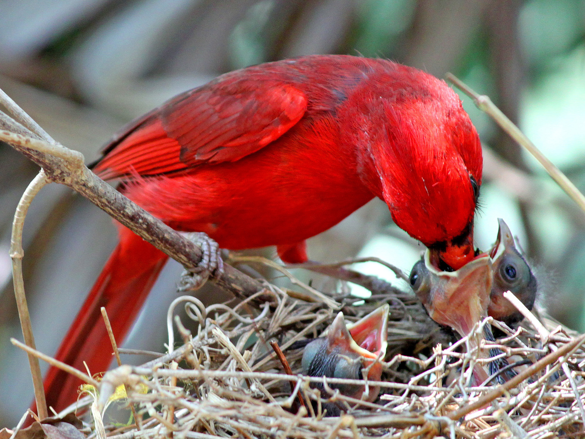 Northern Cardinals know how to shake their tail feathers - FeederWatch