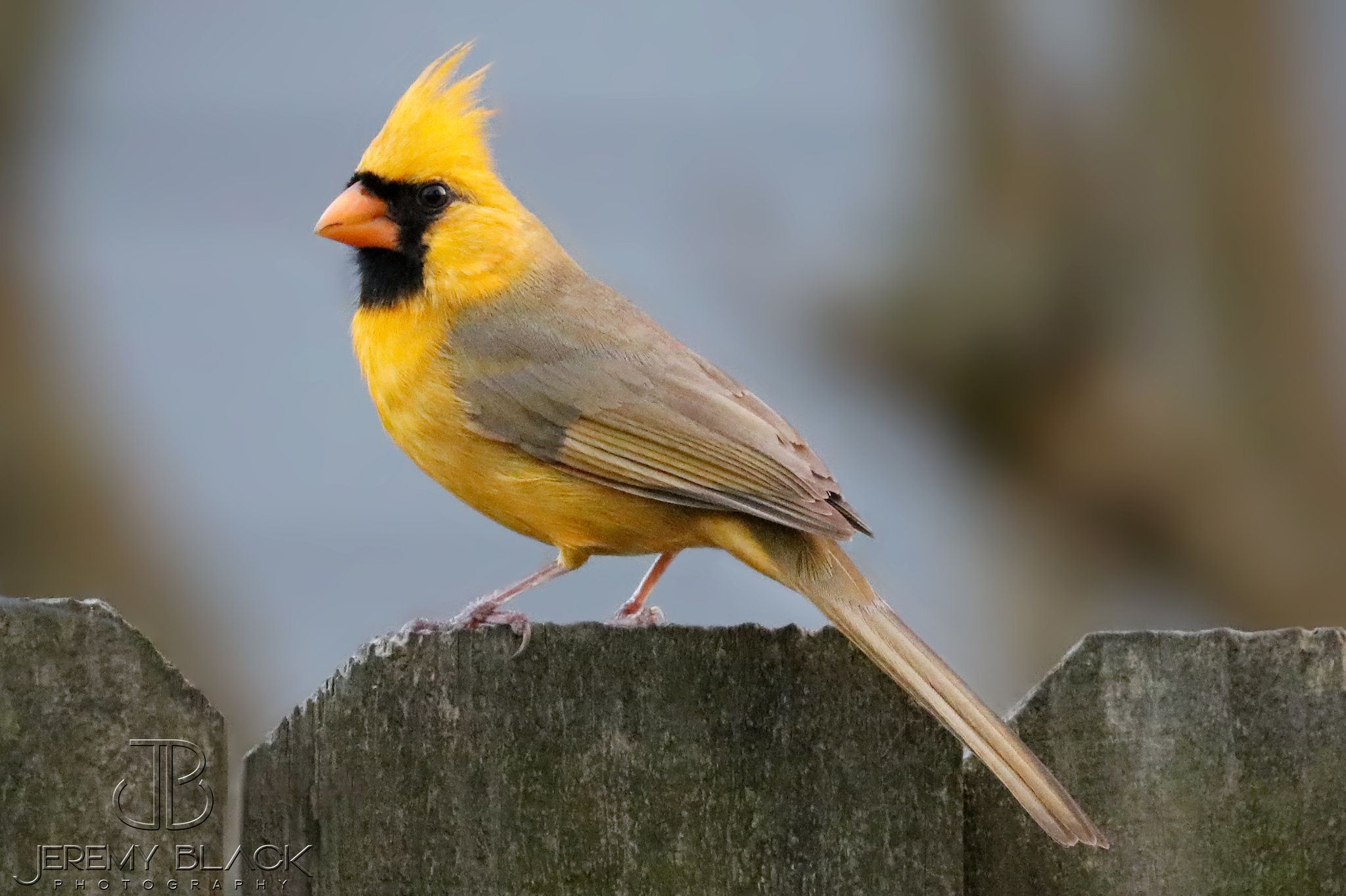 One in a million' yellow cardinal spotted in Alabama | AL.com