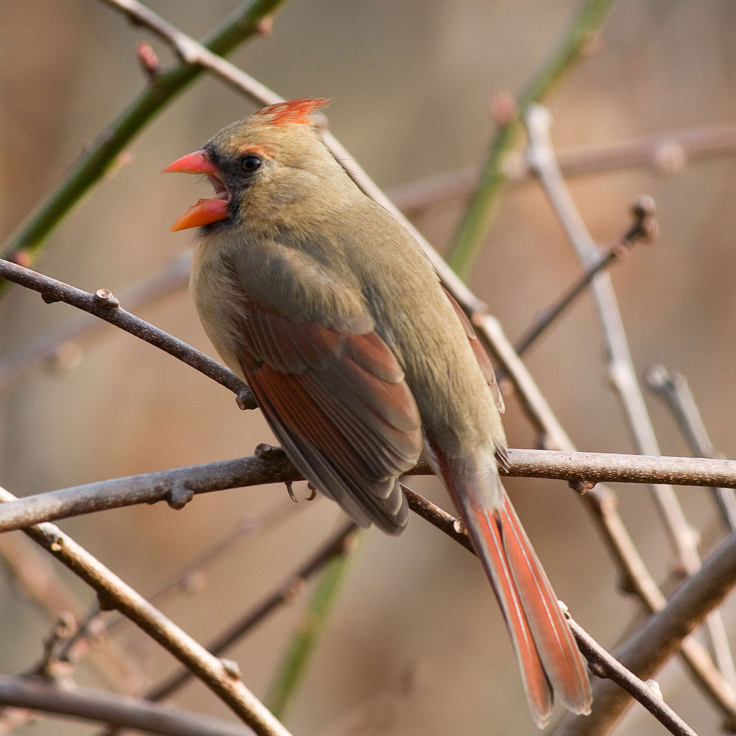 An Old, Feisty Female Cardinal Bit the Same Scientist Eight Years ...