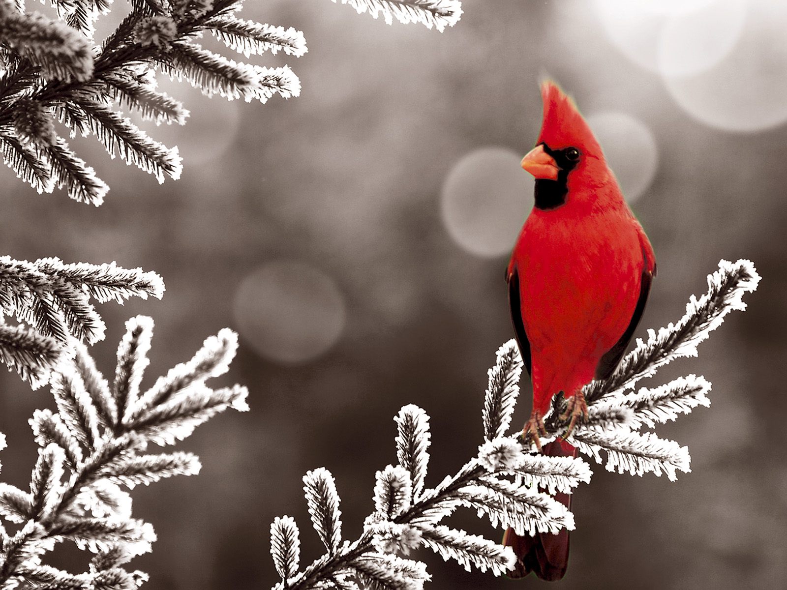 Cardinal in winter photo