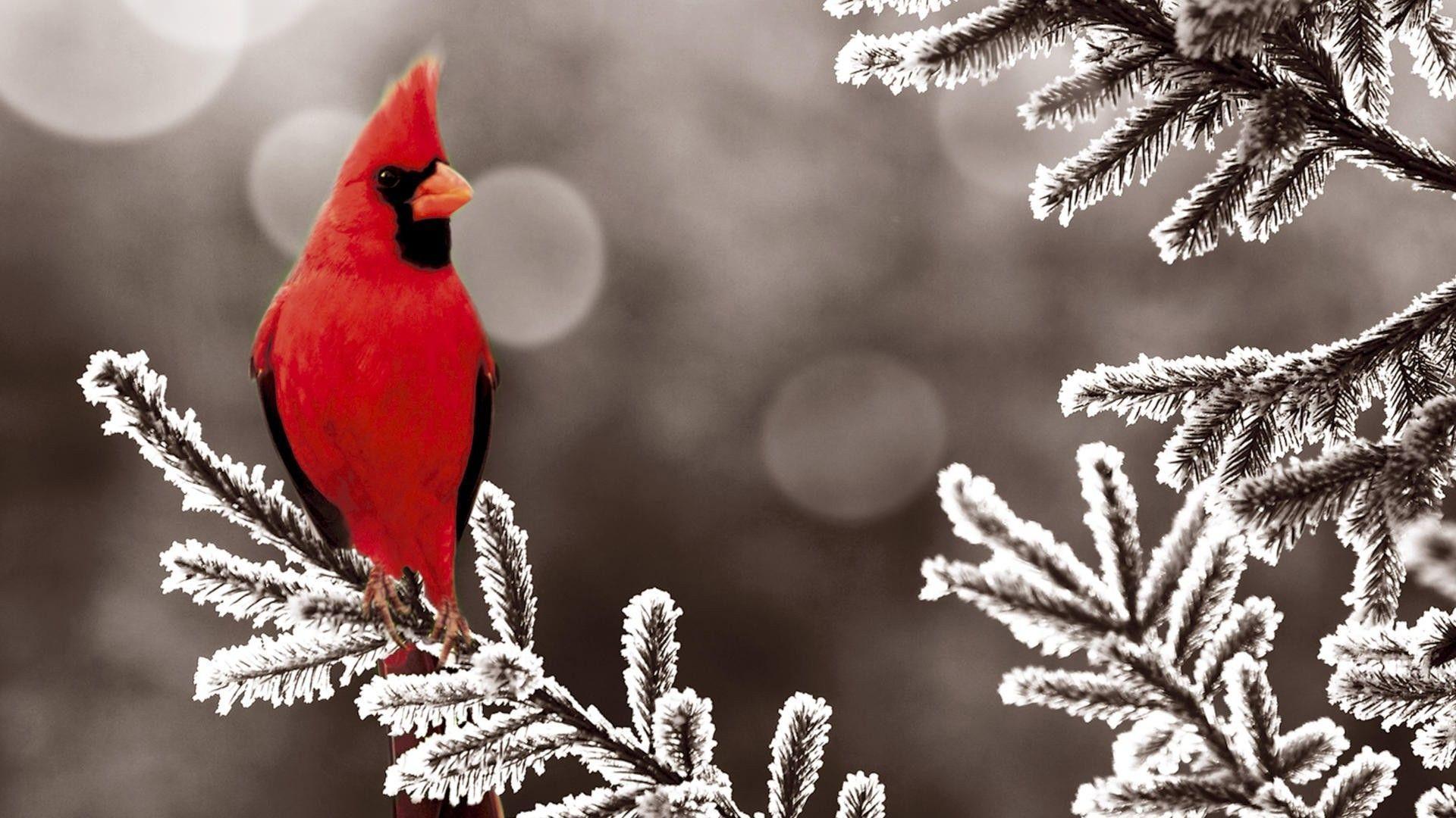 Cardinal in winter |