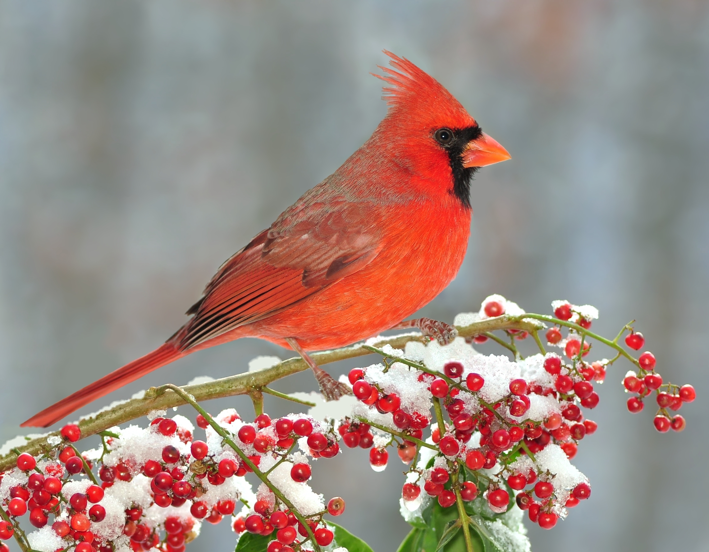 bird-cardinal-winter -