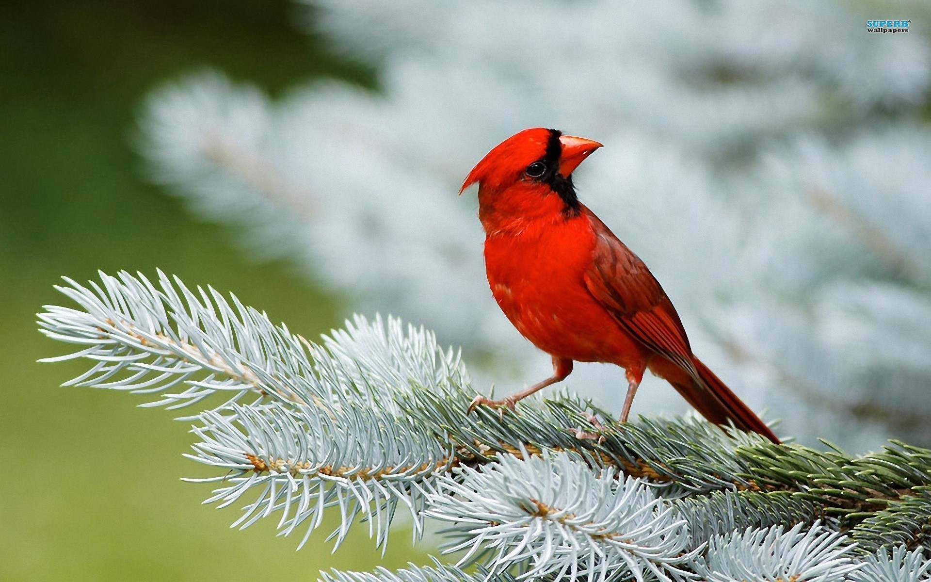 Winter-Cardinal-Bird-High-Definition-Wallpapers - Harmony Bird