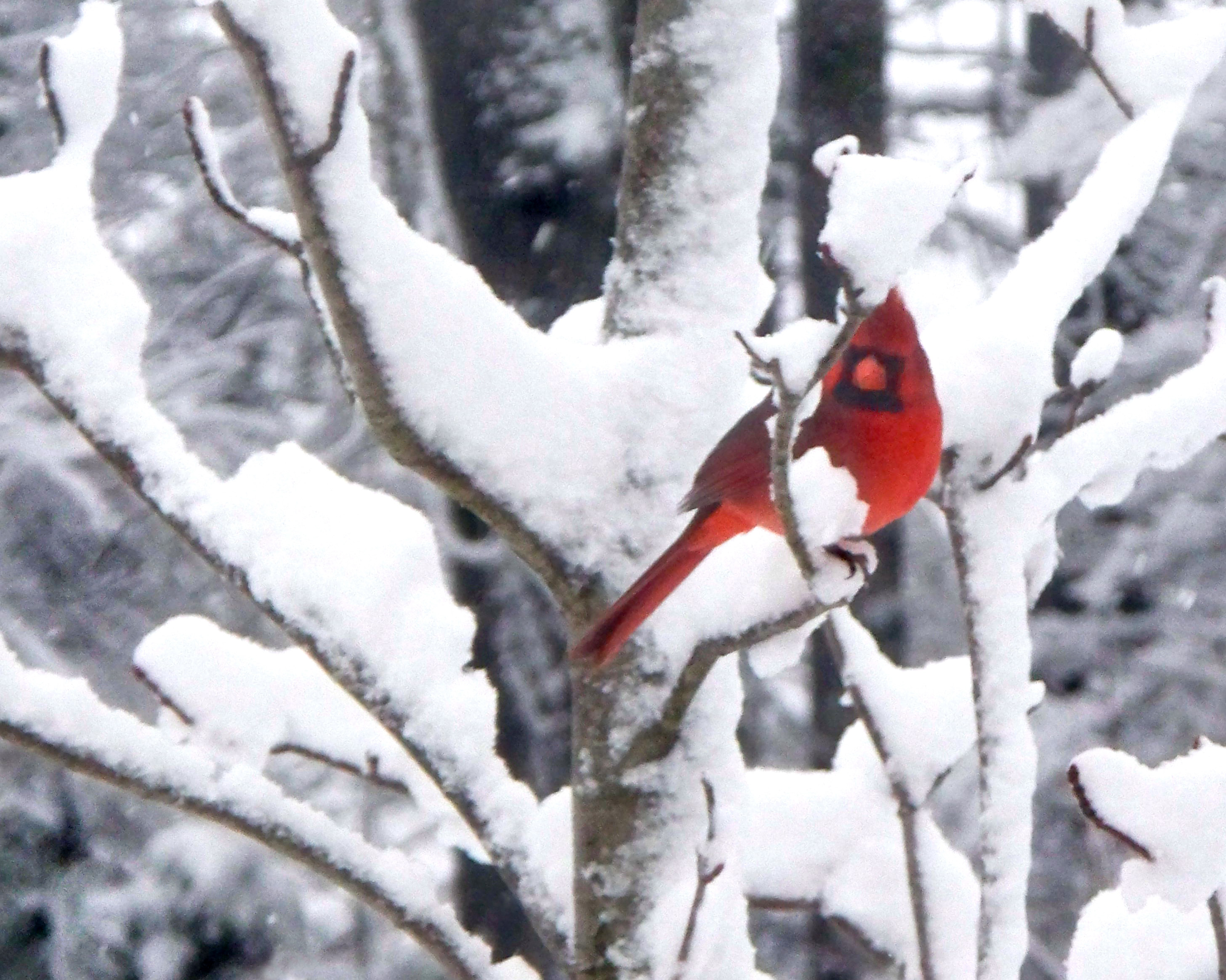 Cardinal Birds in the Winter Months - Festibrate