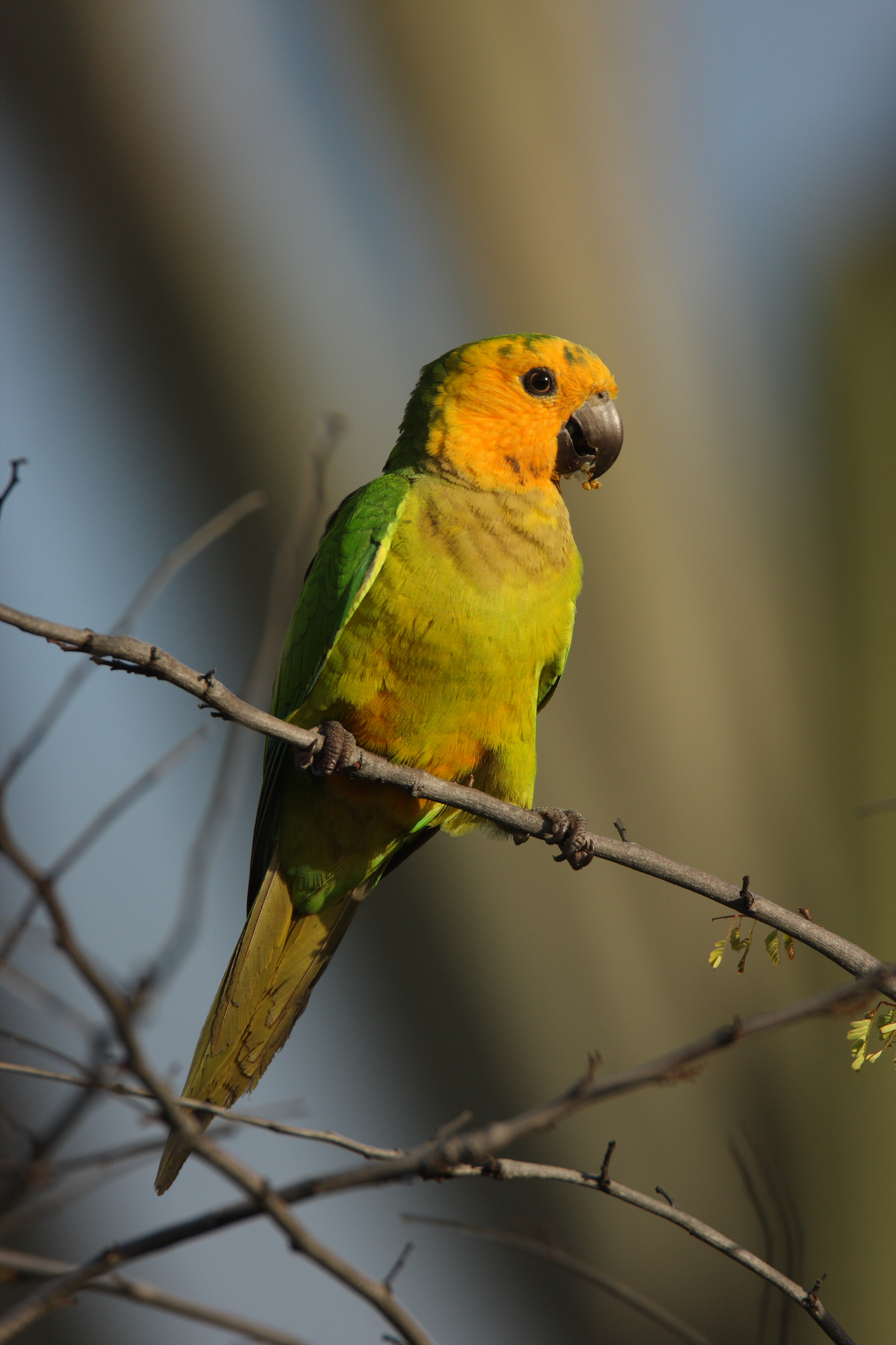 Brown-throated parakeet | Dutch Caribbean Nature Alliance