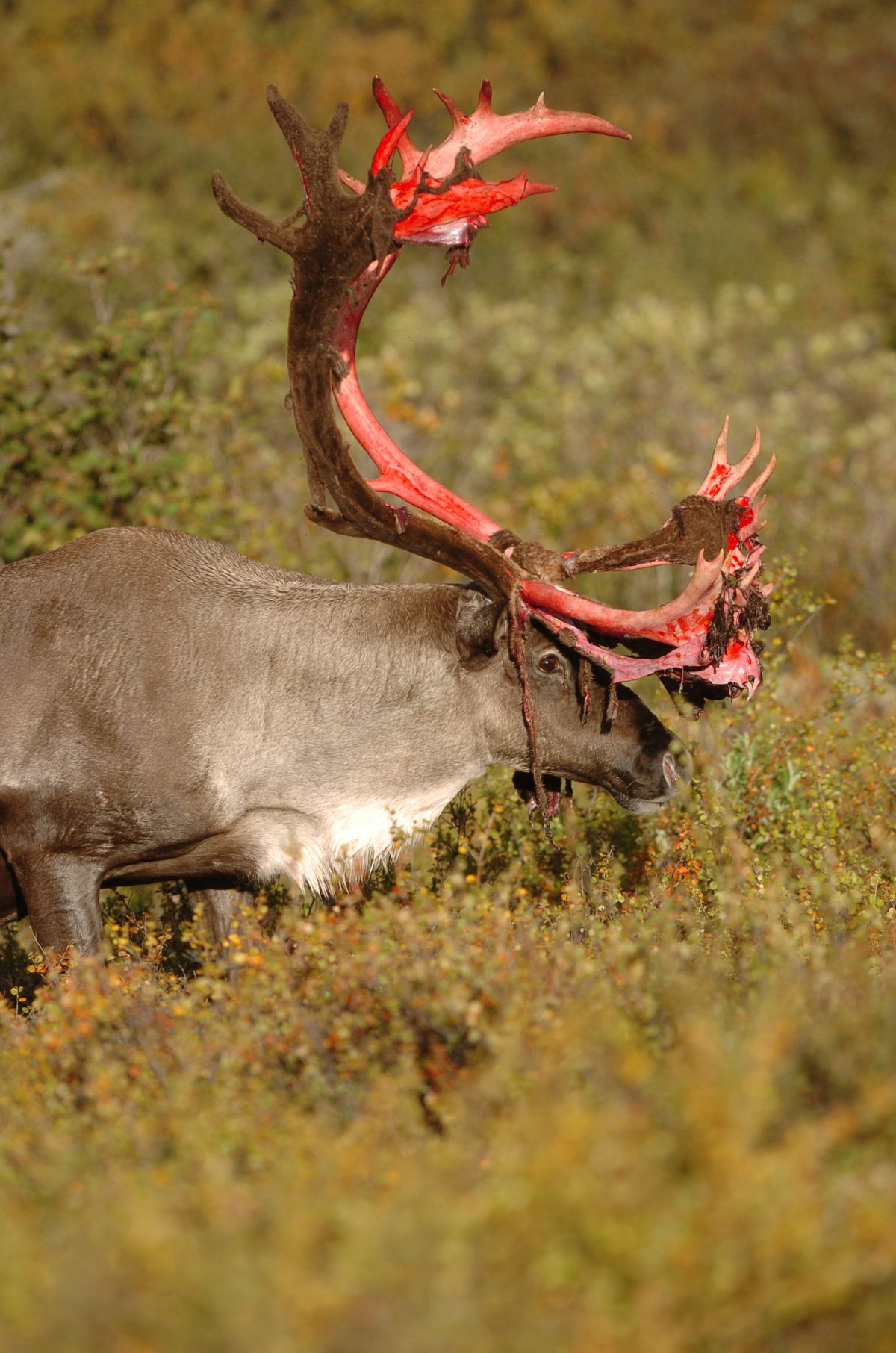 Central Arctic caribou herd takes a population dive - Anchorage ...