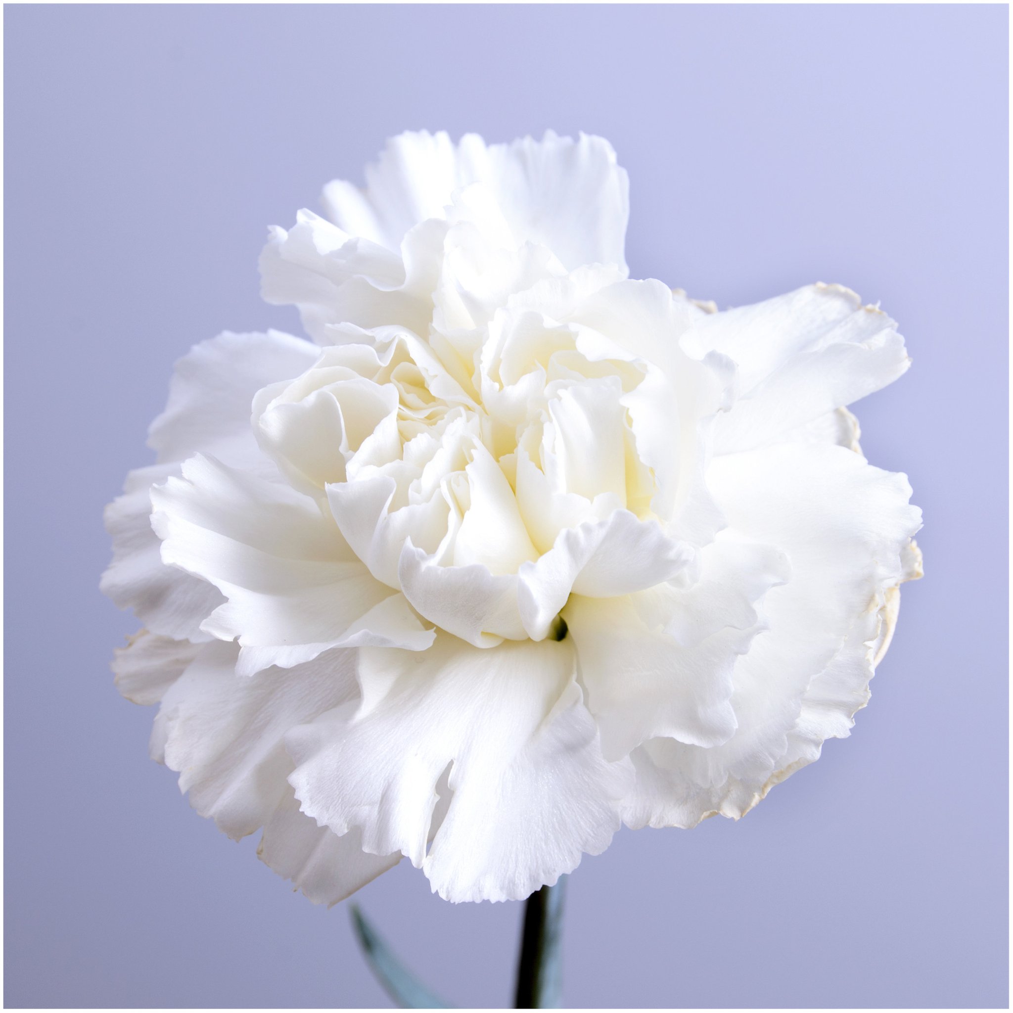 Grenadin White Carnation Seeds (Dianthus caryophyllus) - Seed Needs