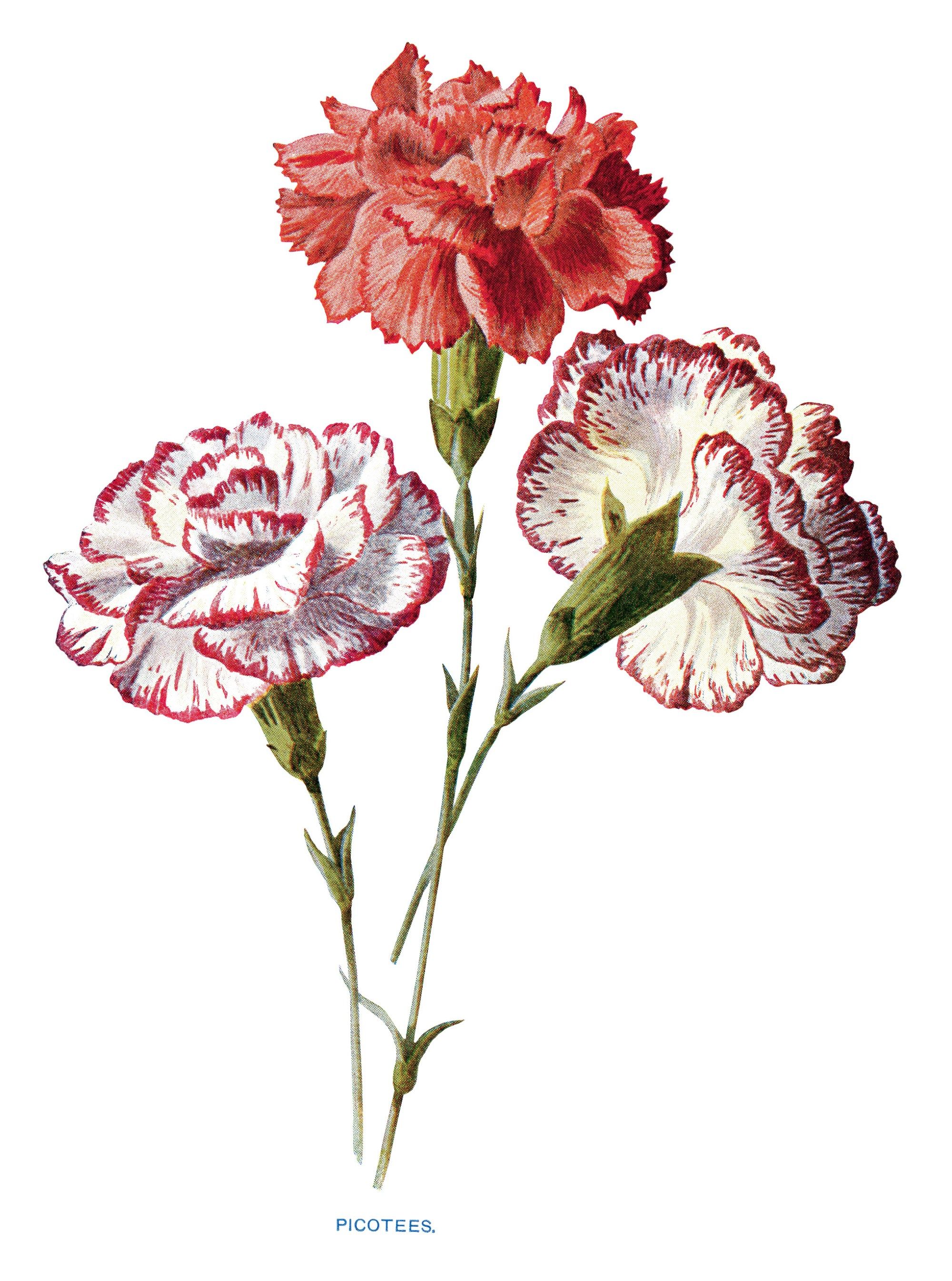 free vintage carnation clip art red white picotees flower ...