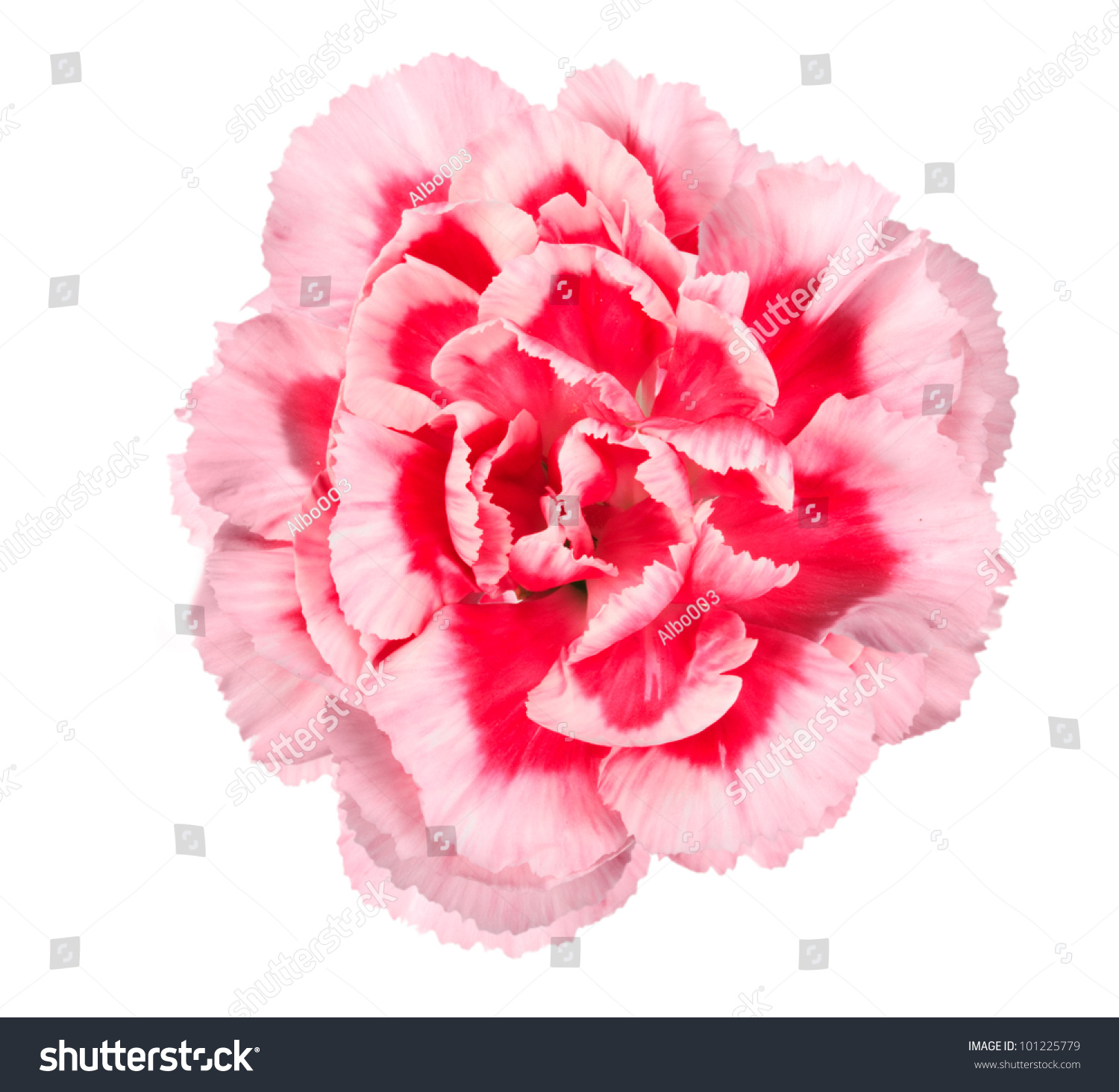 One Pink Flower Carnation Closeup Isolated Stock Photo 101225779 ...