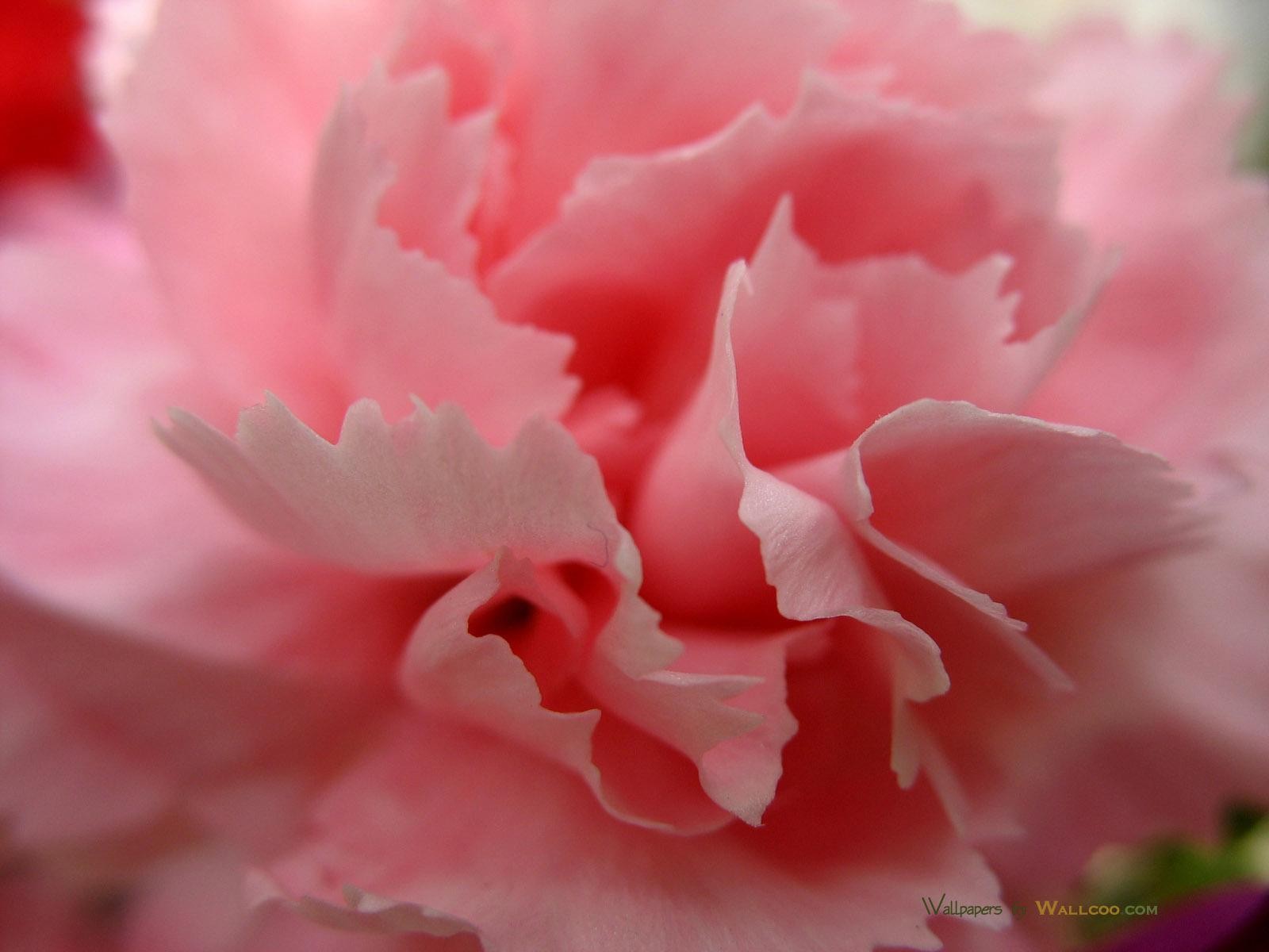 Flower: Close Up Pink Carnation Petals Bloom Nature Flower Abstract ...