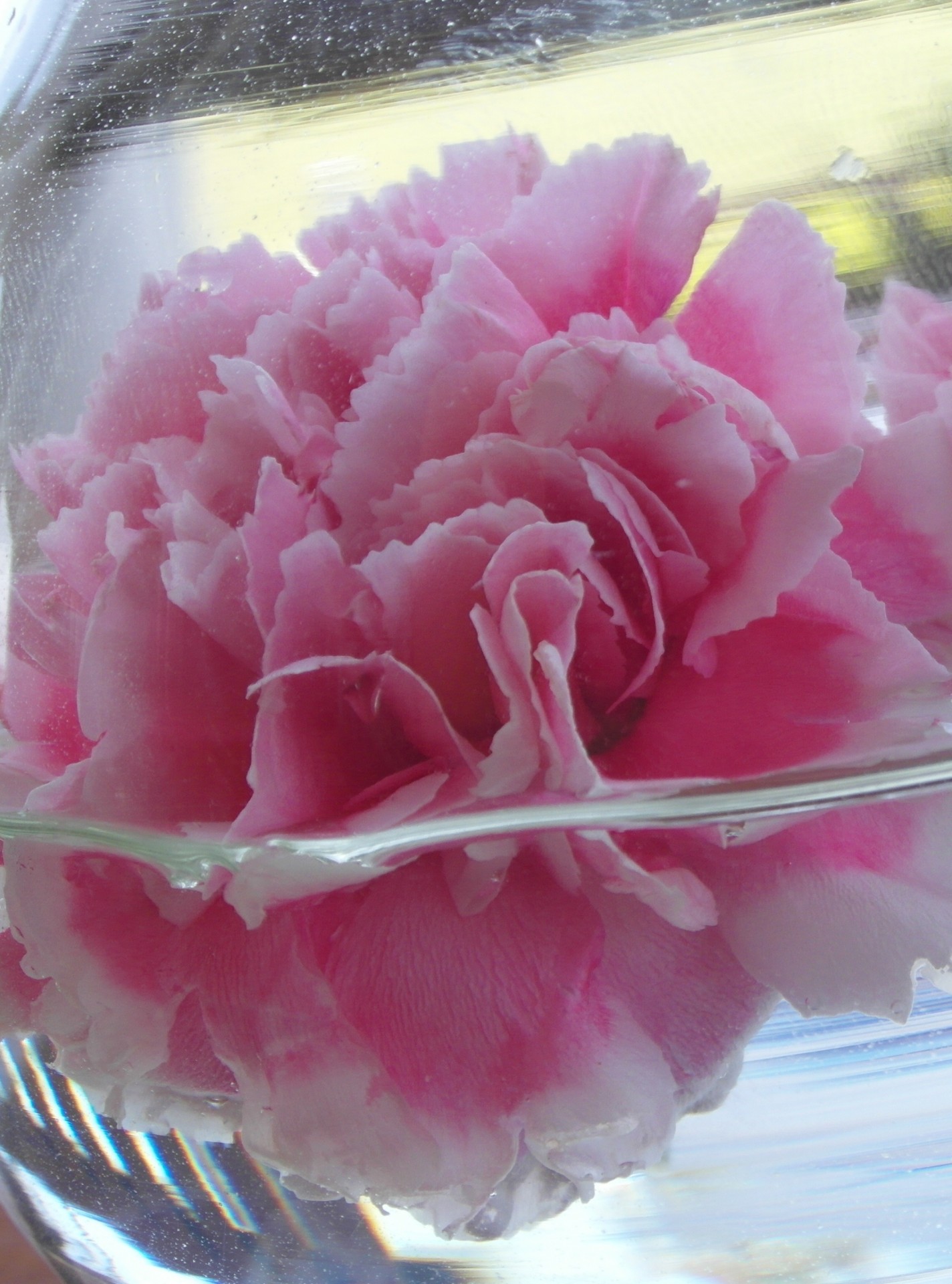 Carnation Close-up Free Stock Photo - Public Domain Pictures