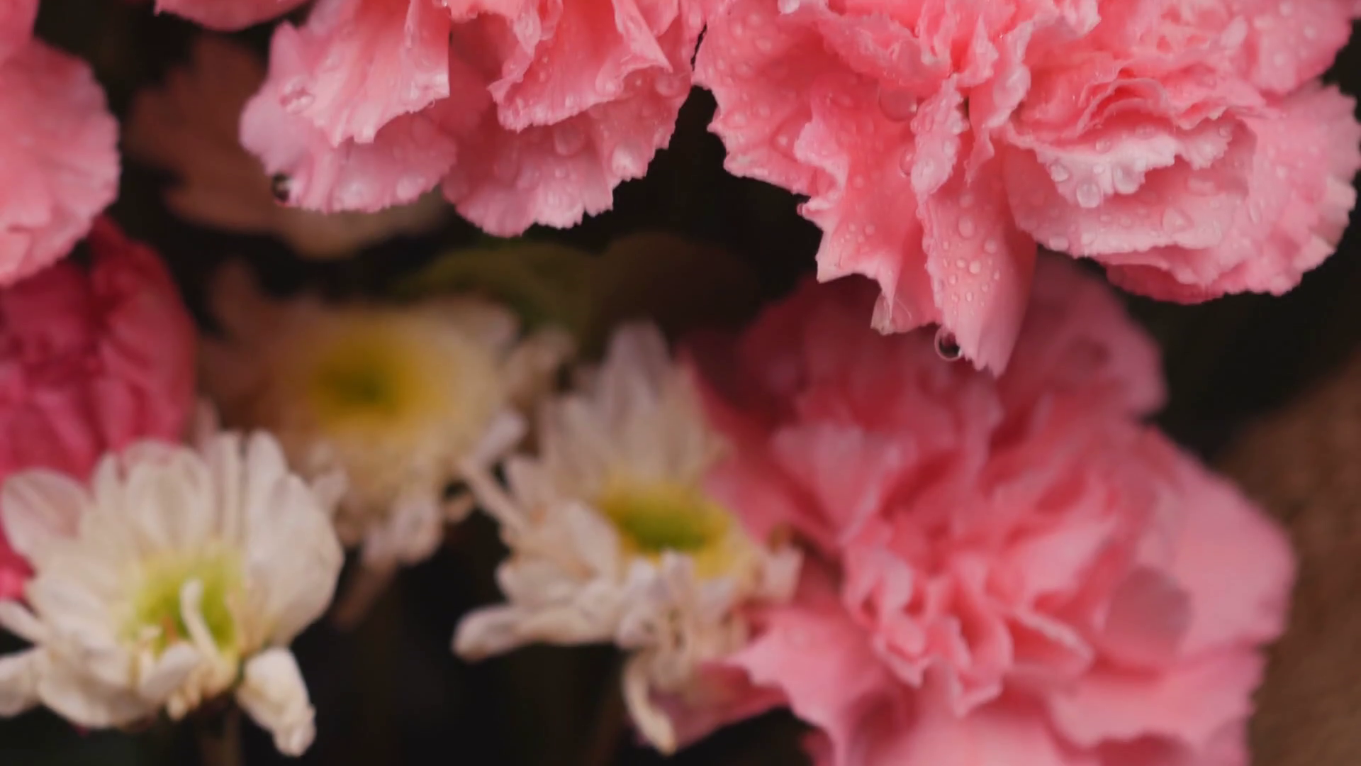 Panning shot of close-up carnation flower Stock Video Footage ...