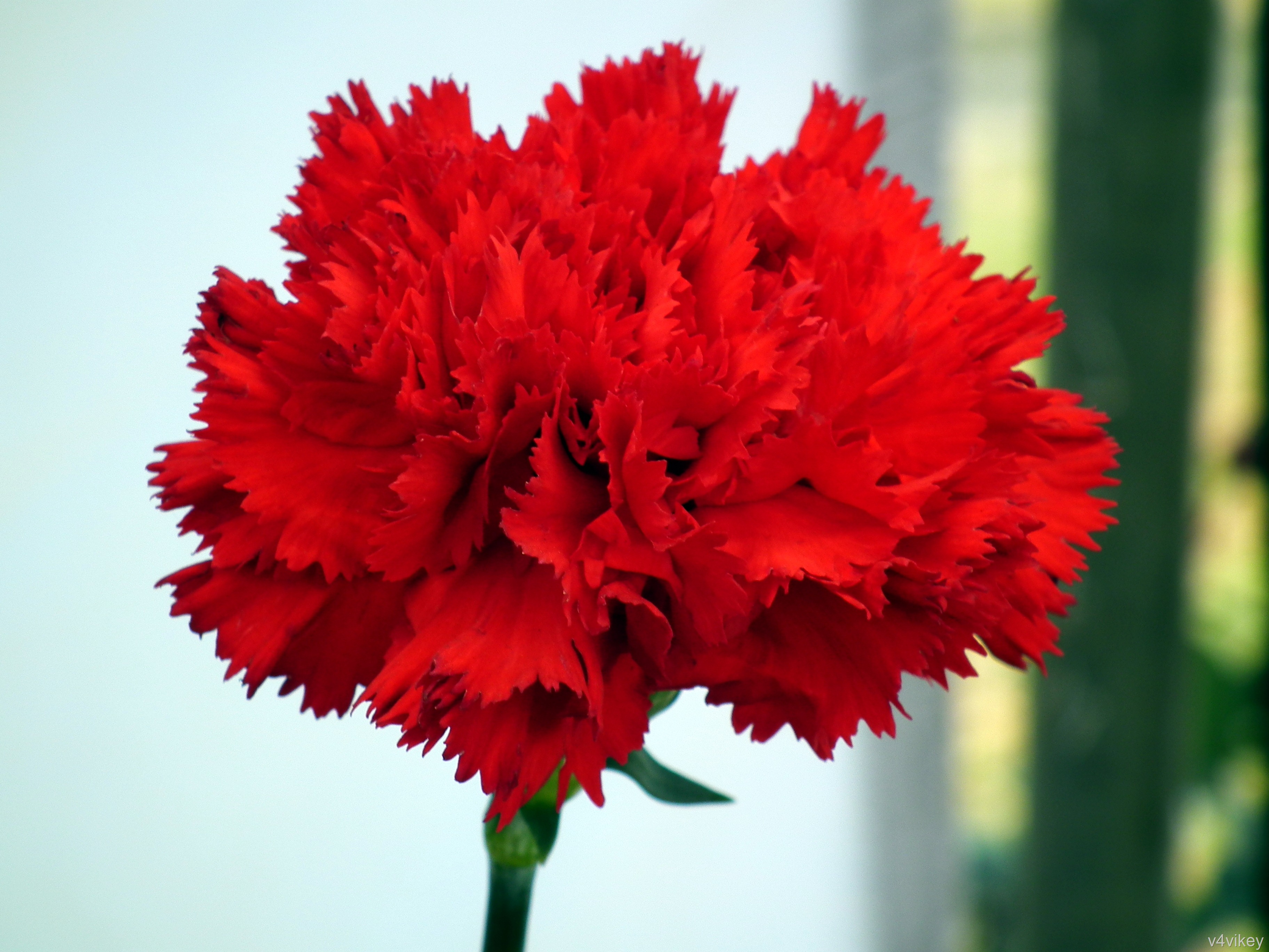 Red Carnations « Wallpaper Tadka