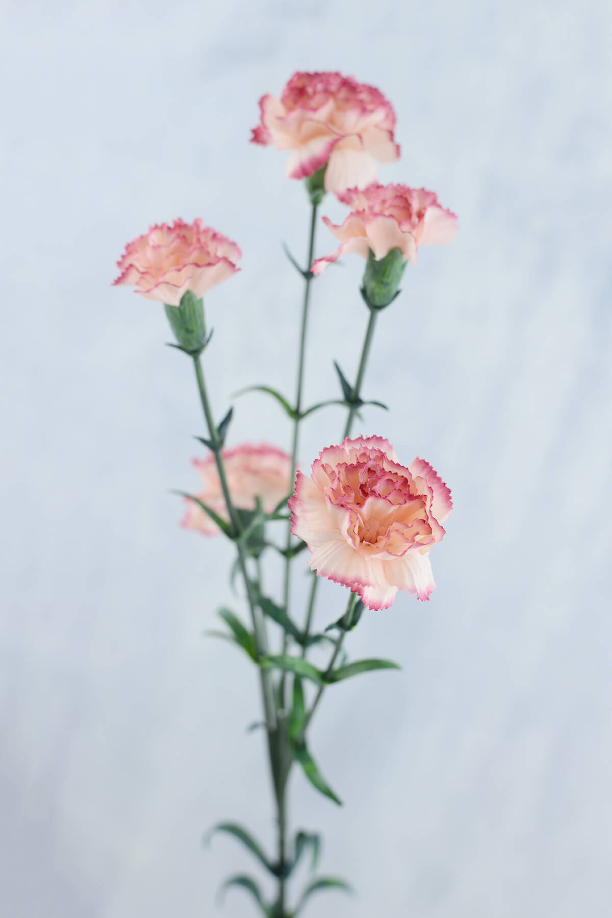 Mini Carnations Peppermint 27.5in