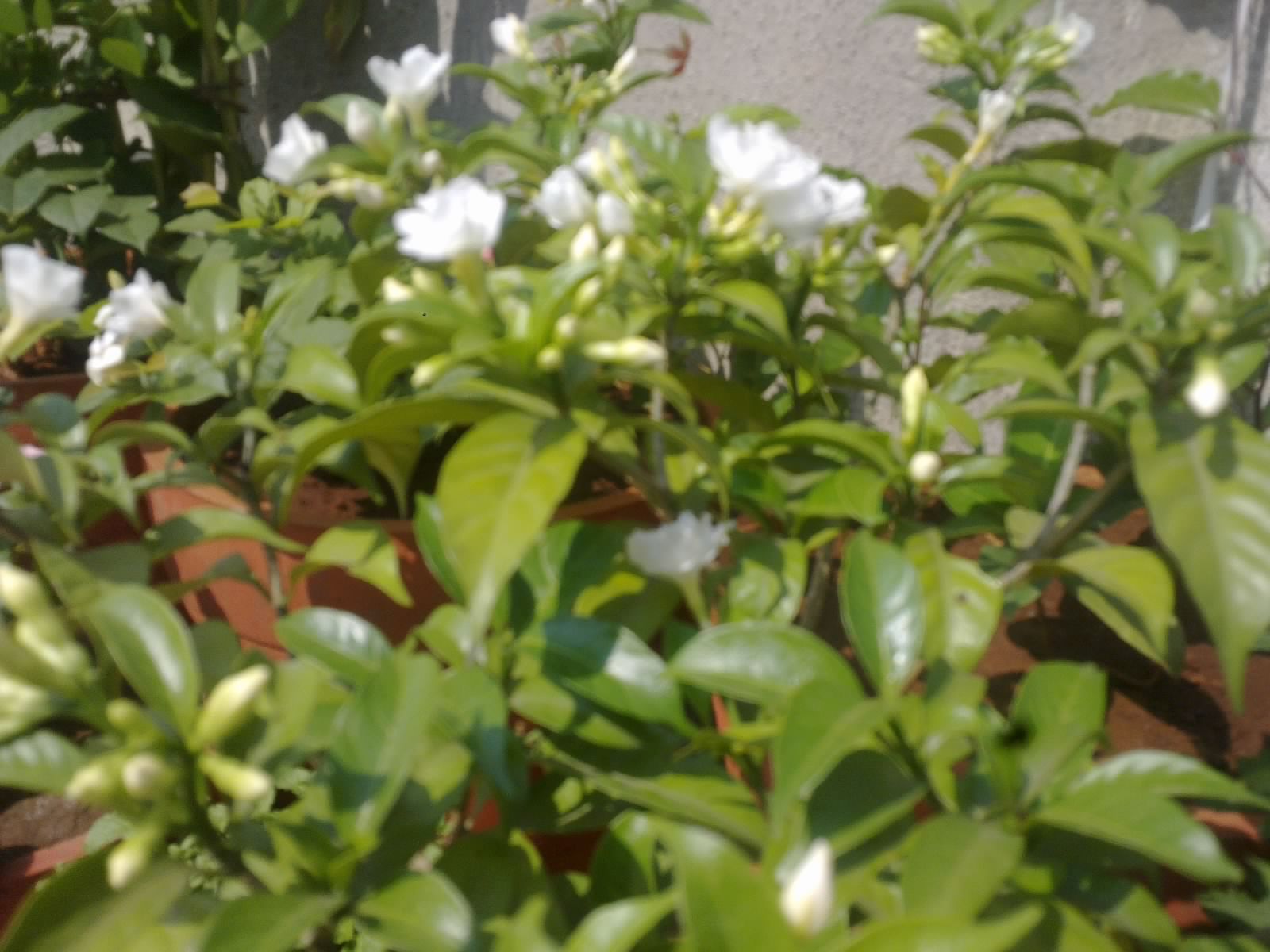 Plants Growing In My Potted Garden.: Crape Jasmine/Carnation Of India