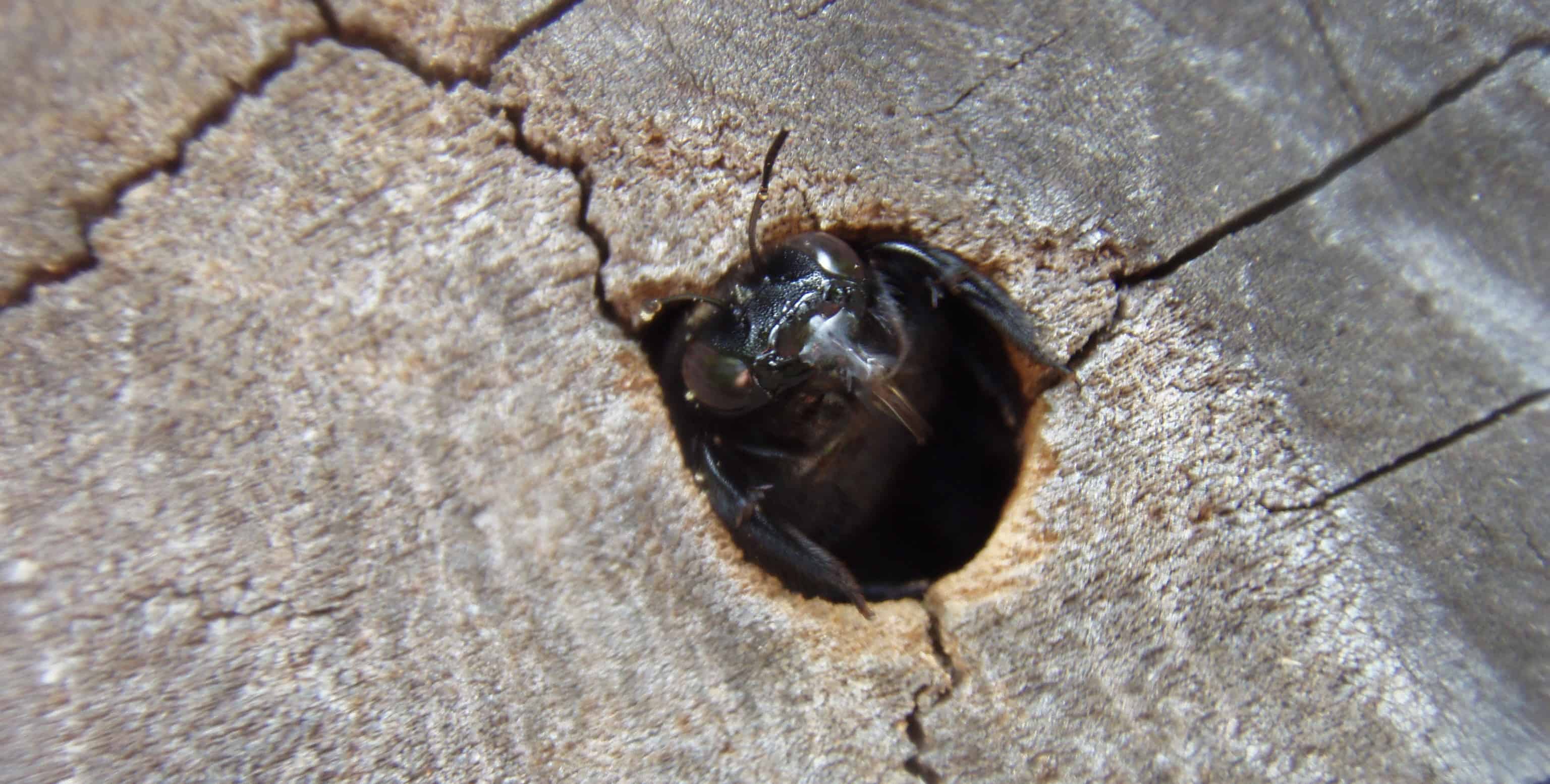 How Do Carpenter Bee Traps Work? A Look Inside This Effective Bee Trap