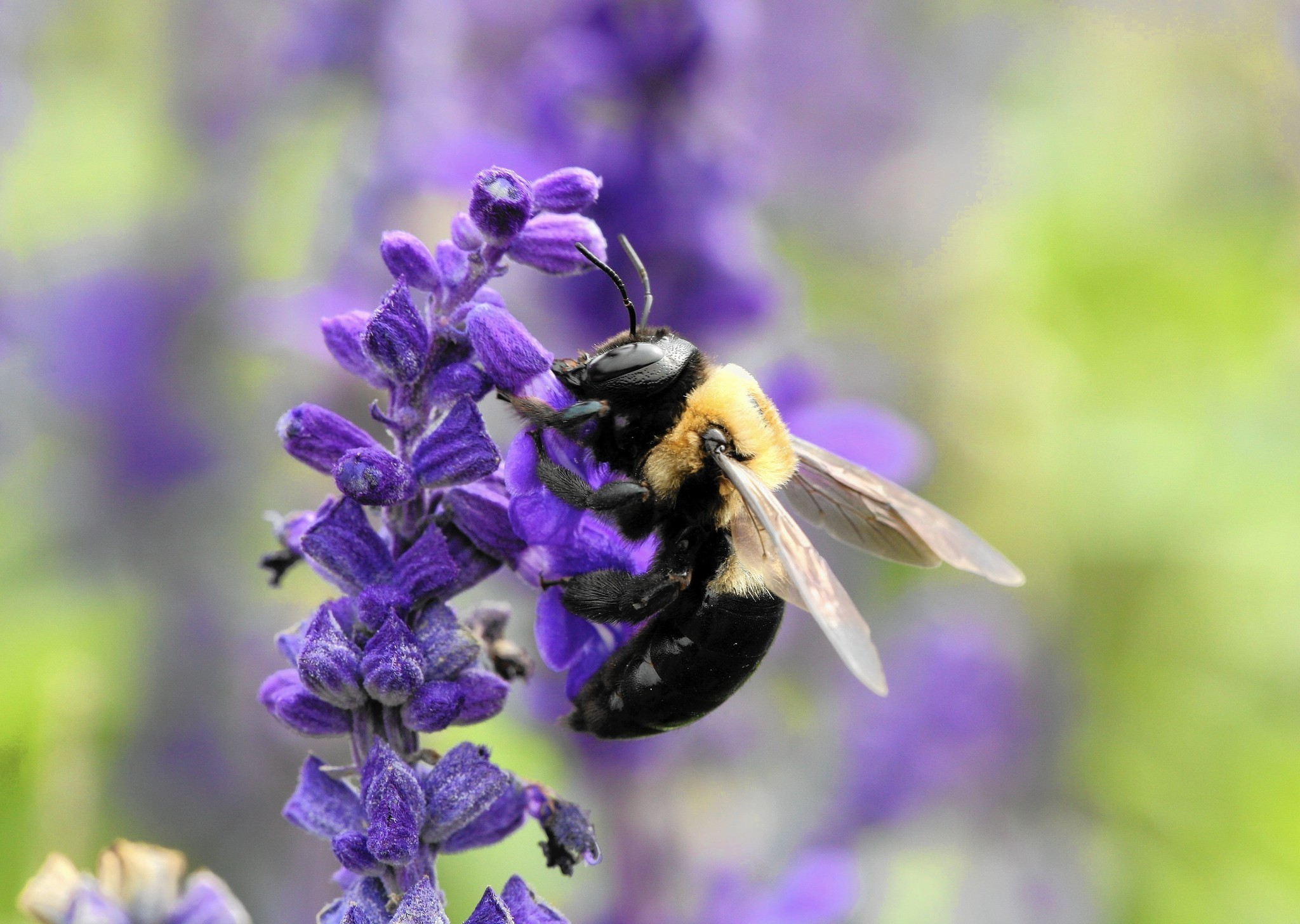 Carpenter bees: Live and let live - Chicago Tribune