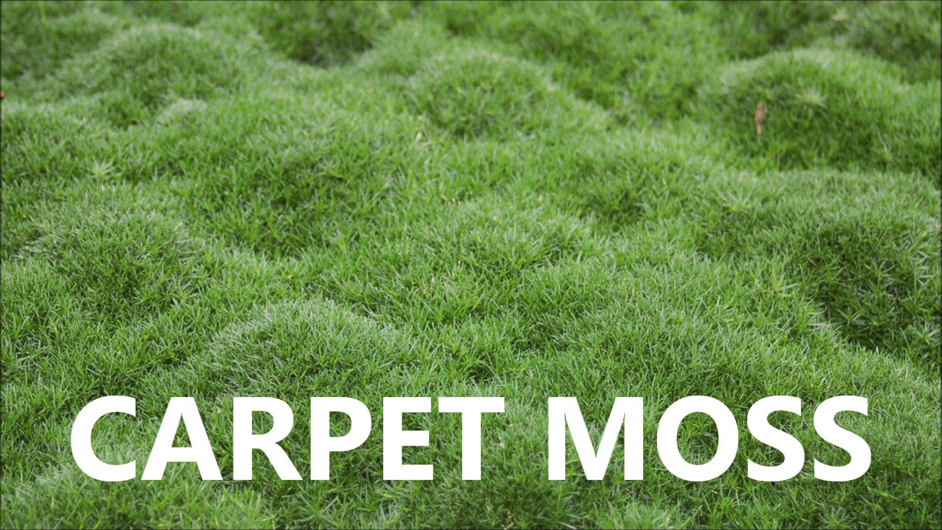Carpet from moss photo