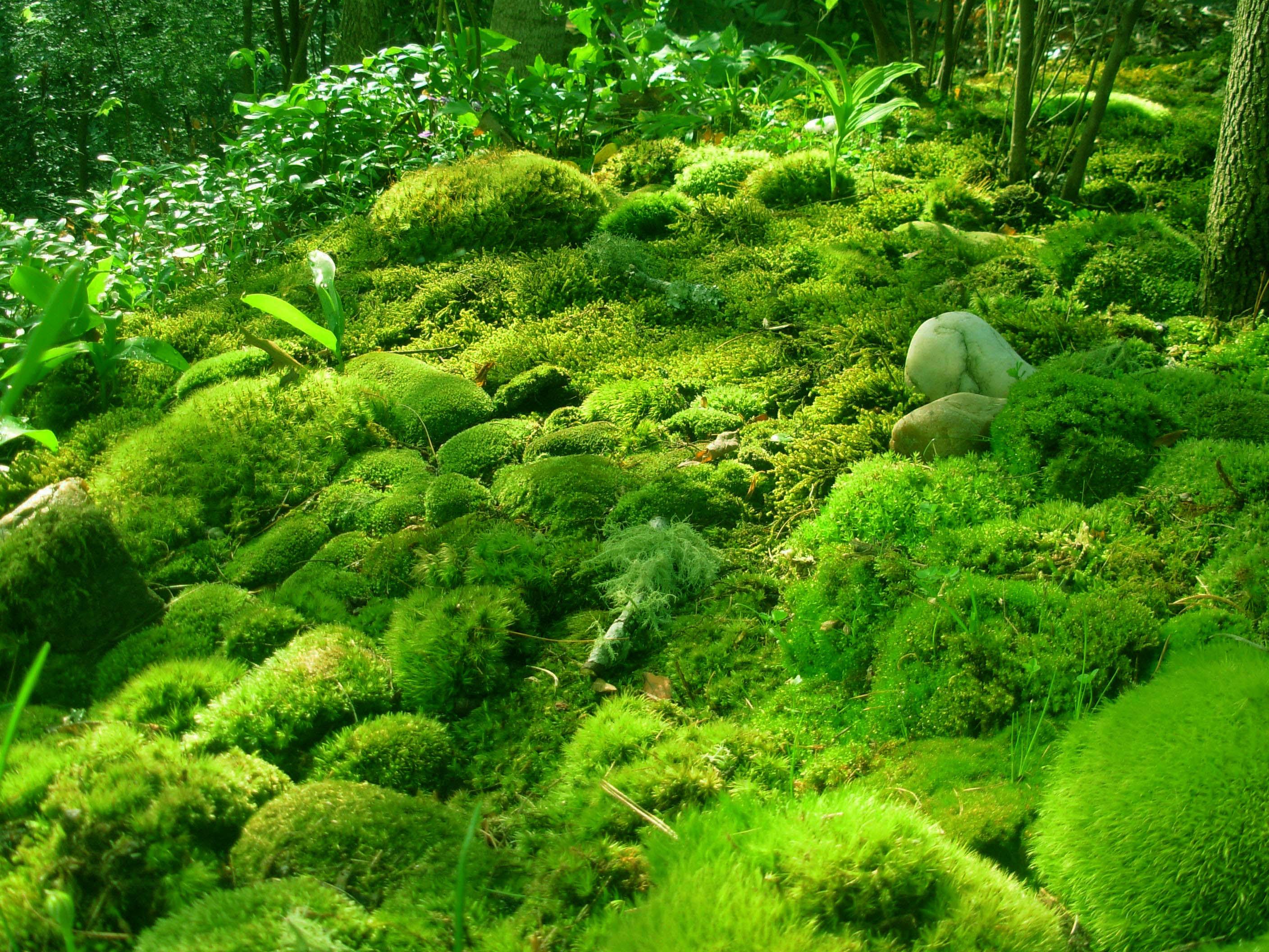Moss: A Great Resource for Building | Survive Today, Prepare for ...
