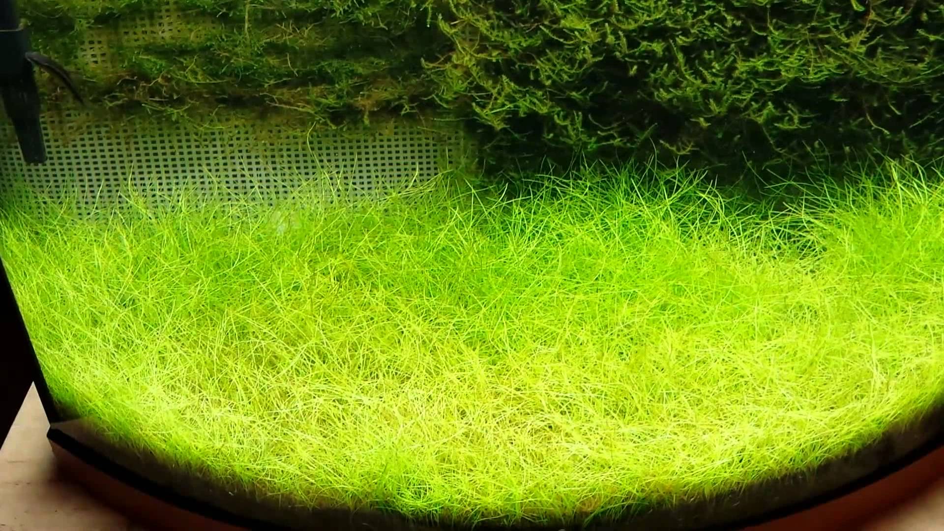 Java Moss Carpet — Dahlia's Home : Eliminating Moss Carpet Outdoors