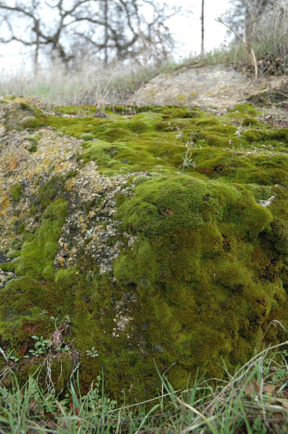 Pen in Hand: Rain turns moss into a lush green carpet covering rocks ...