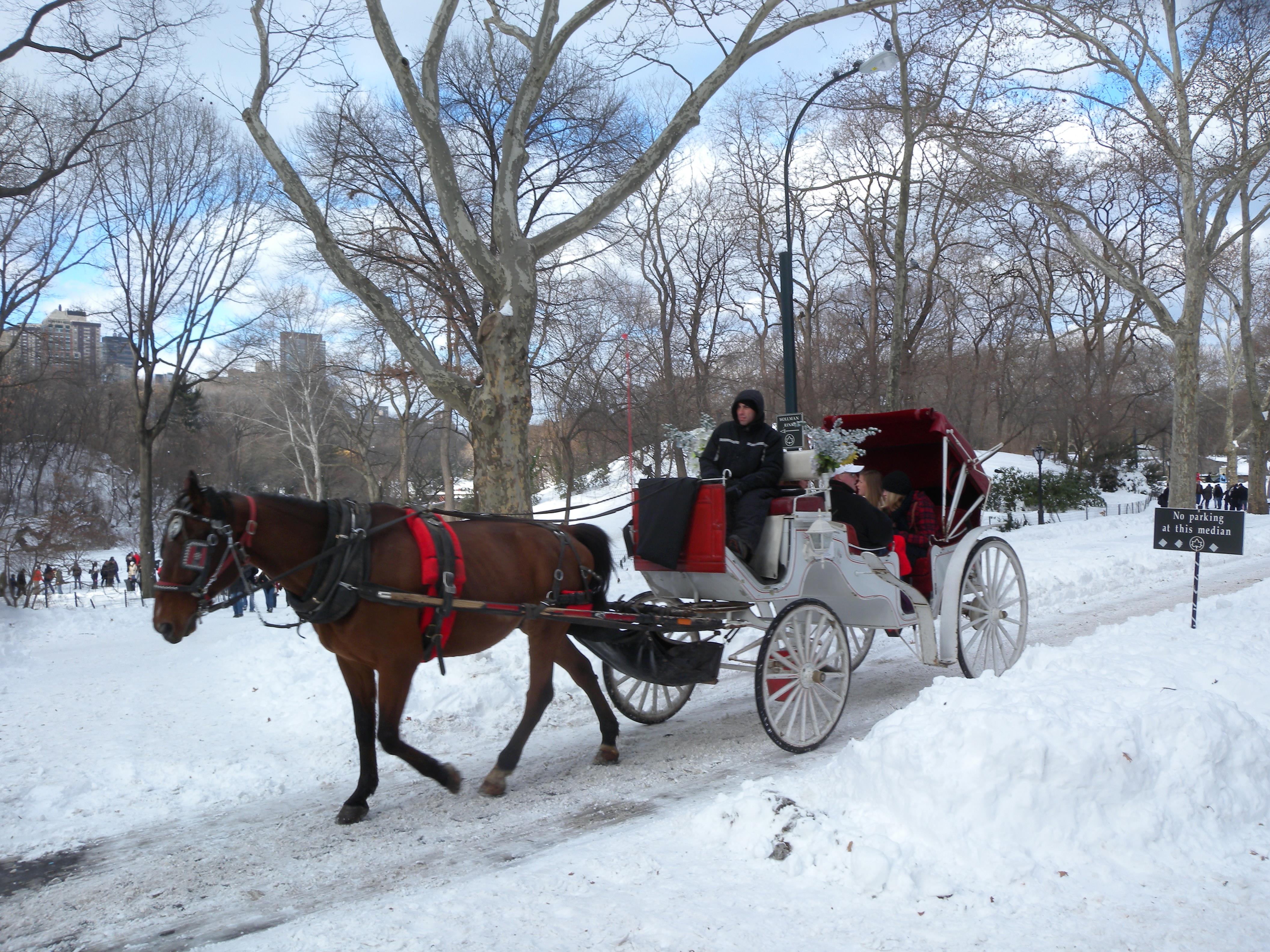 File:Snowy carriage ride CP jeh.jpg - Wikimedia Commons