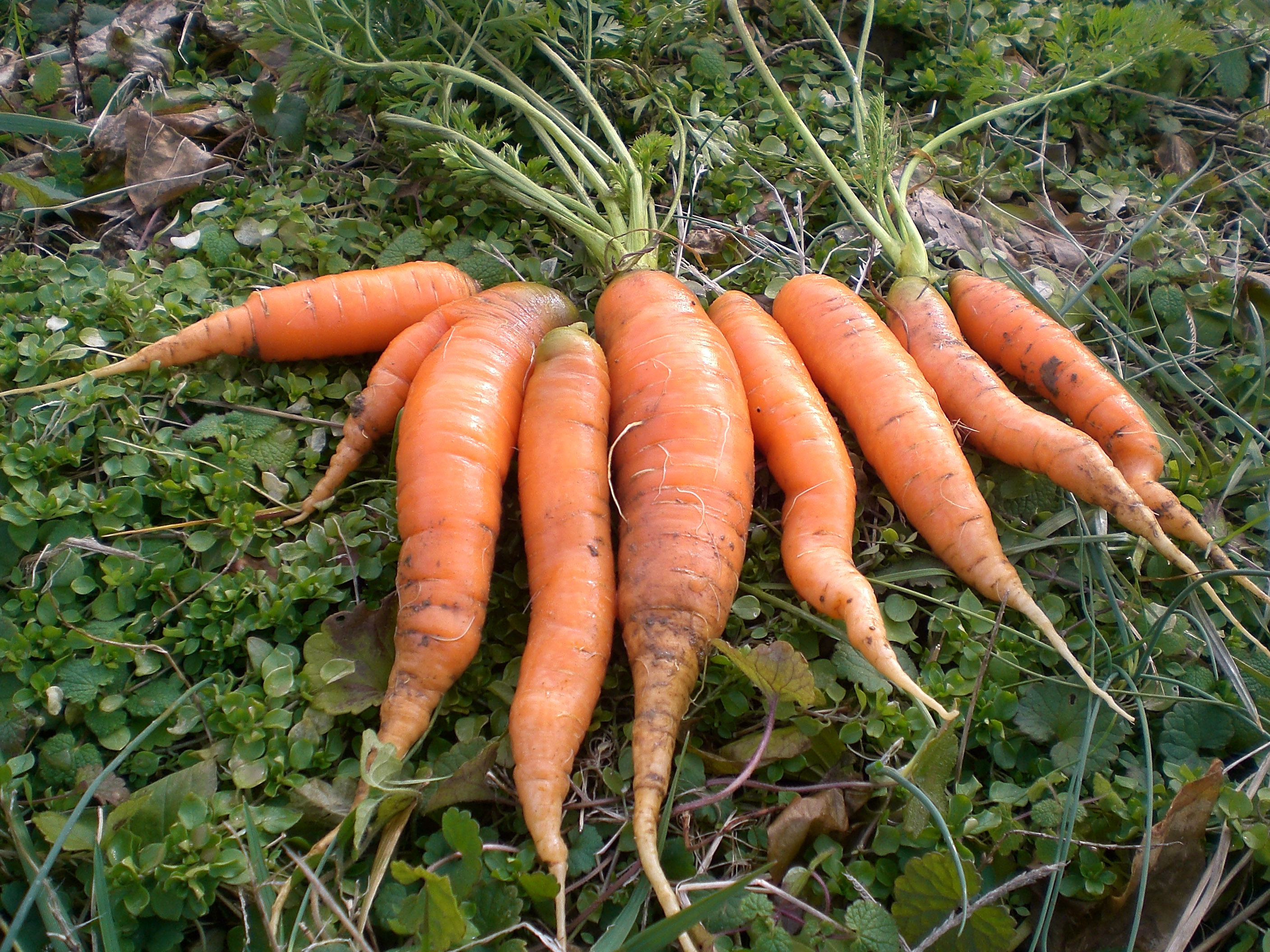 Scarlet Nantes (Coreless, Nantes Half Long) Carrots, bulk size: 28 g ...