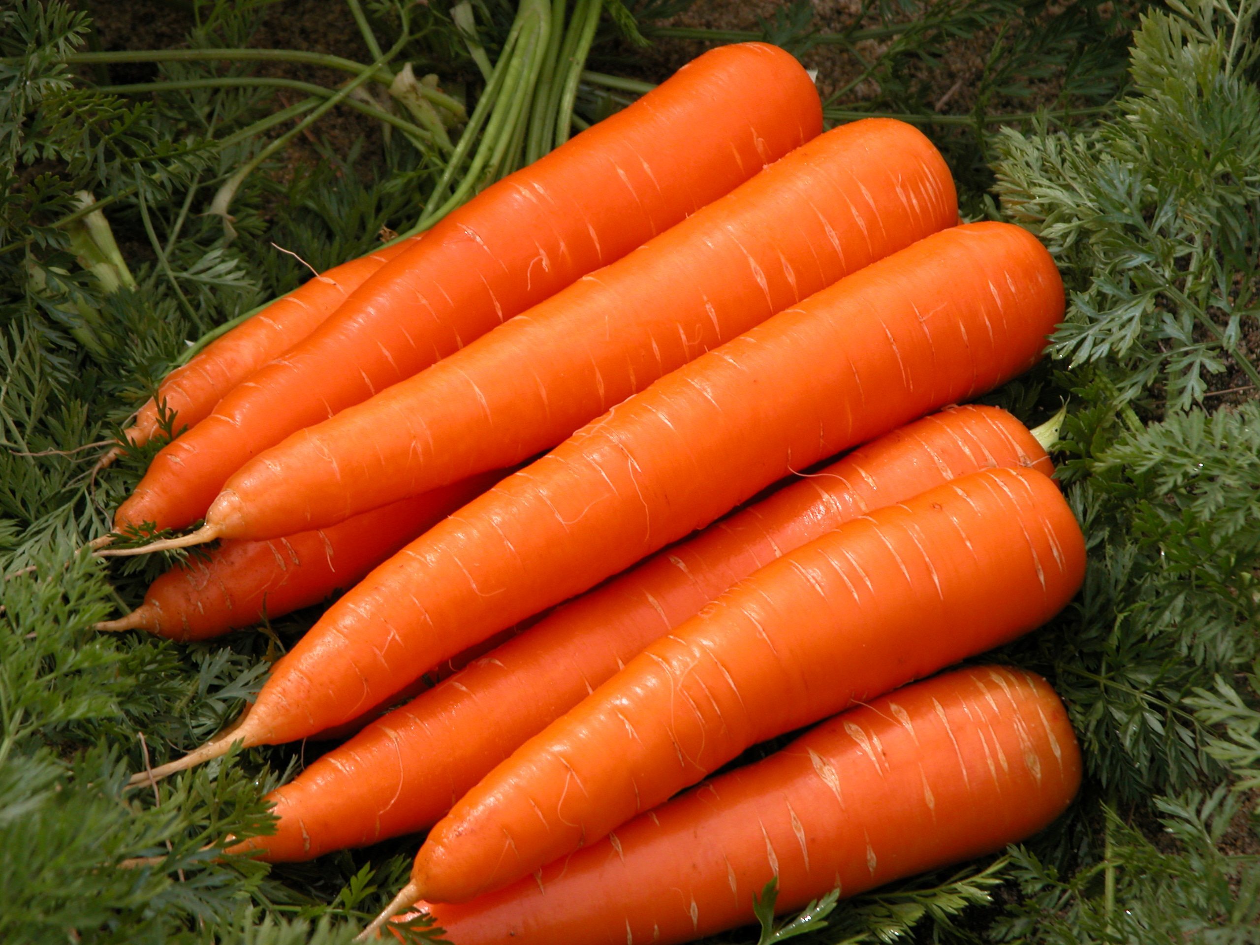 Craving Carrots