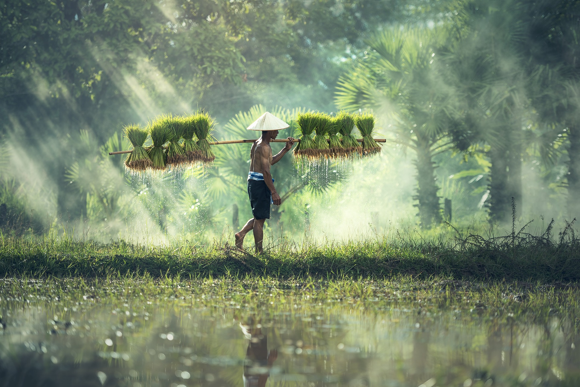 Carrying grass on a stick photo