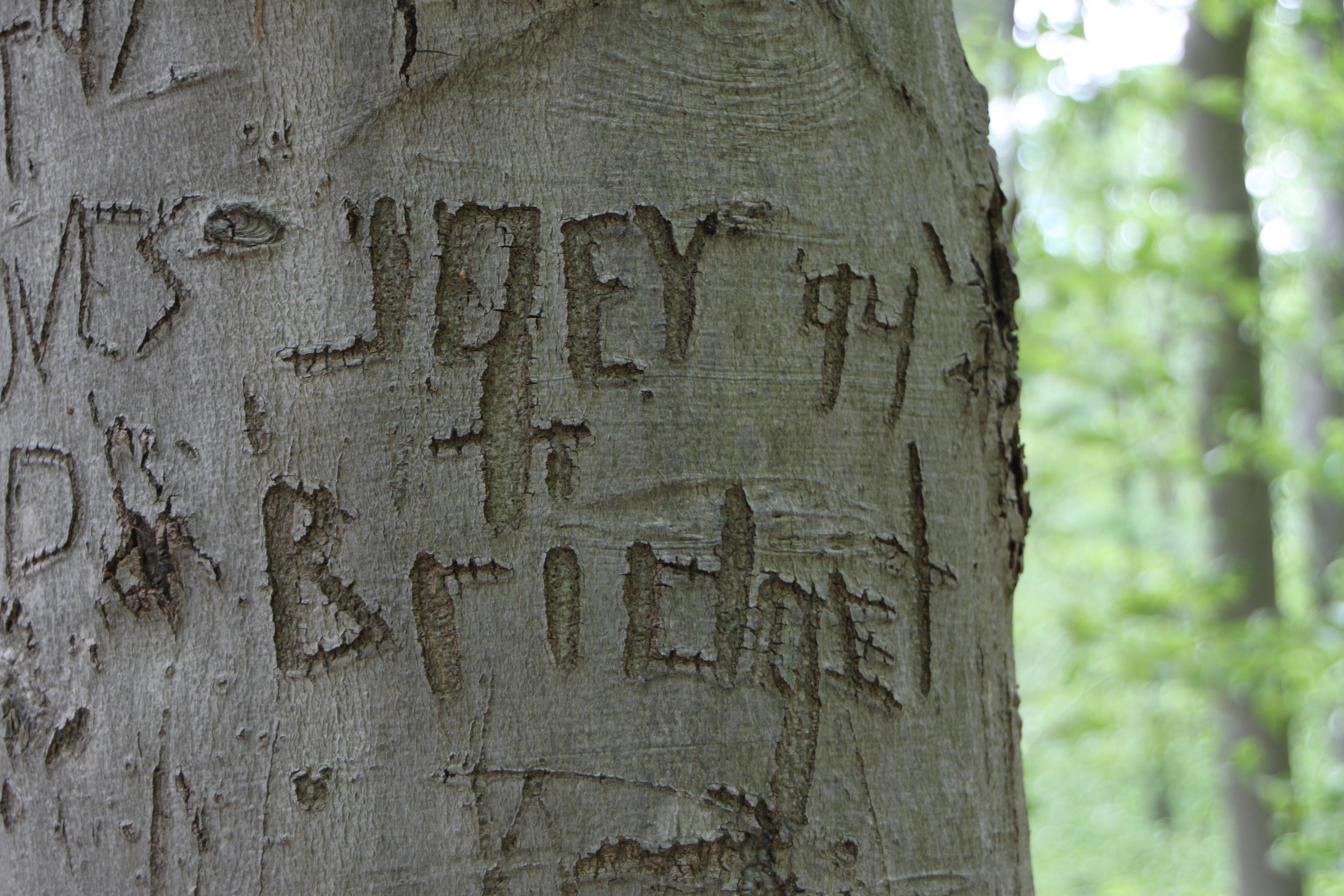 How I got my husband to carve my name in a tree