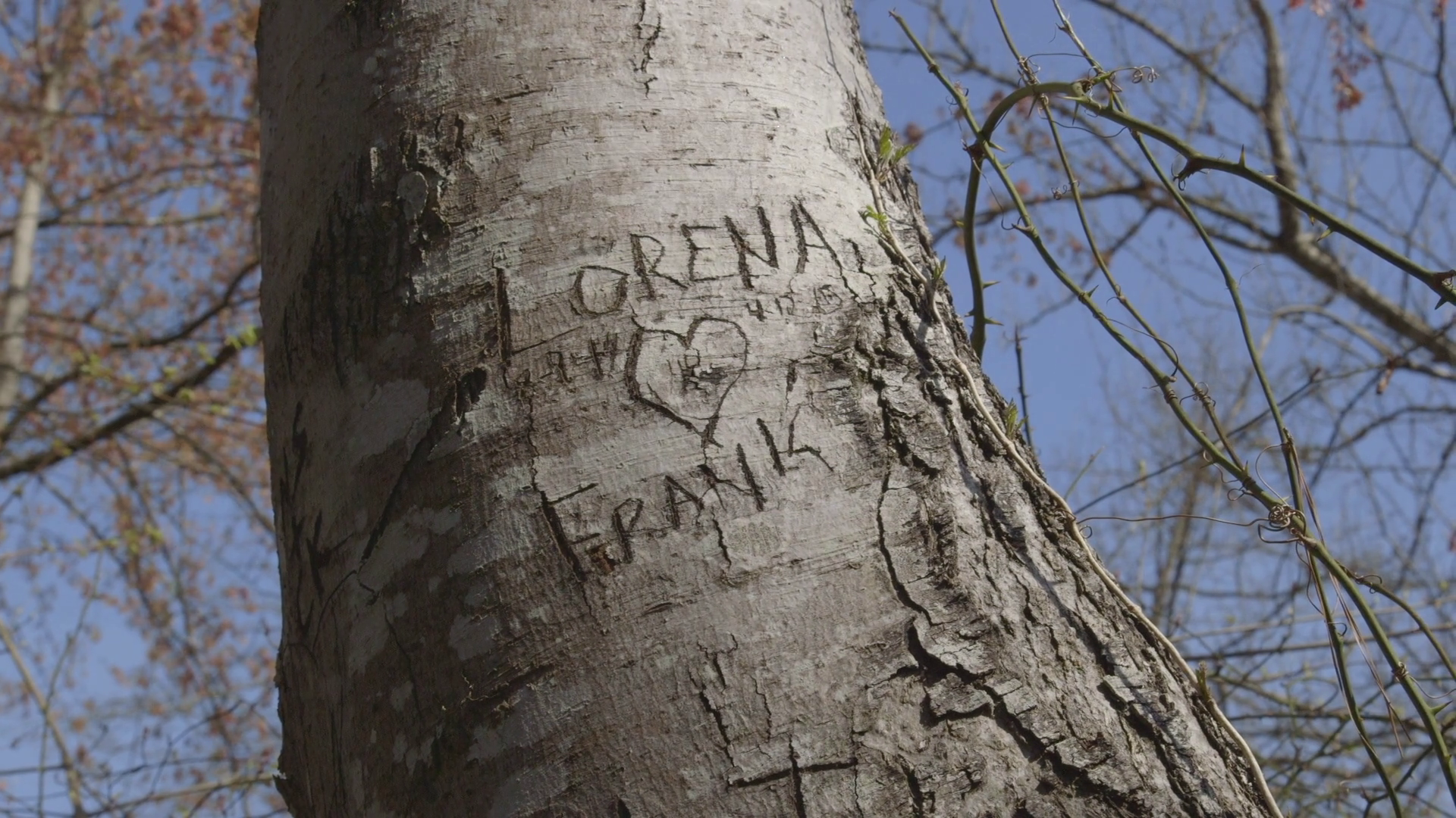 Love Initials Carved Into Tree In Forest with Heart Stock Video ...