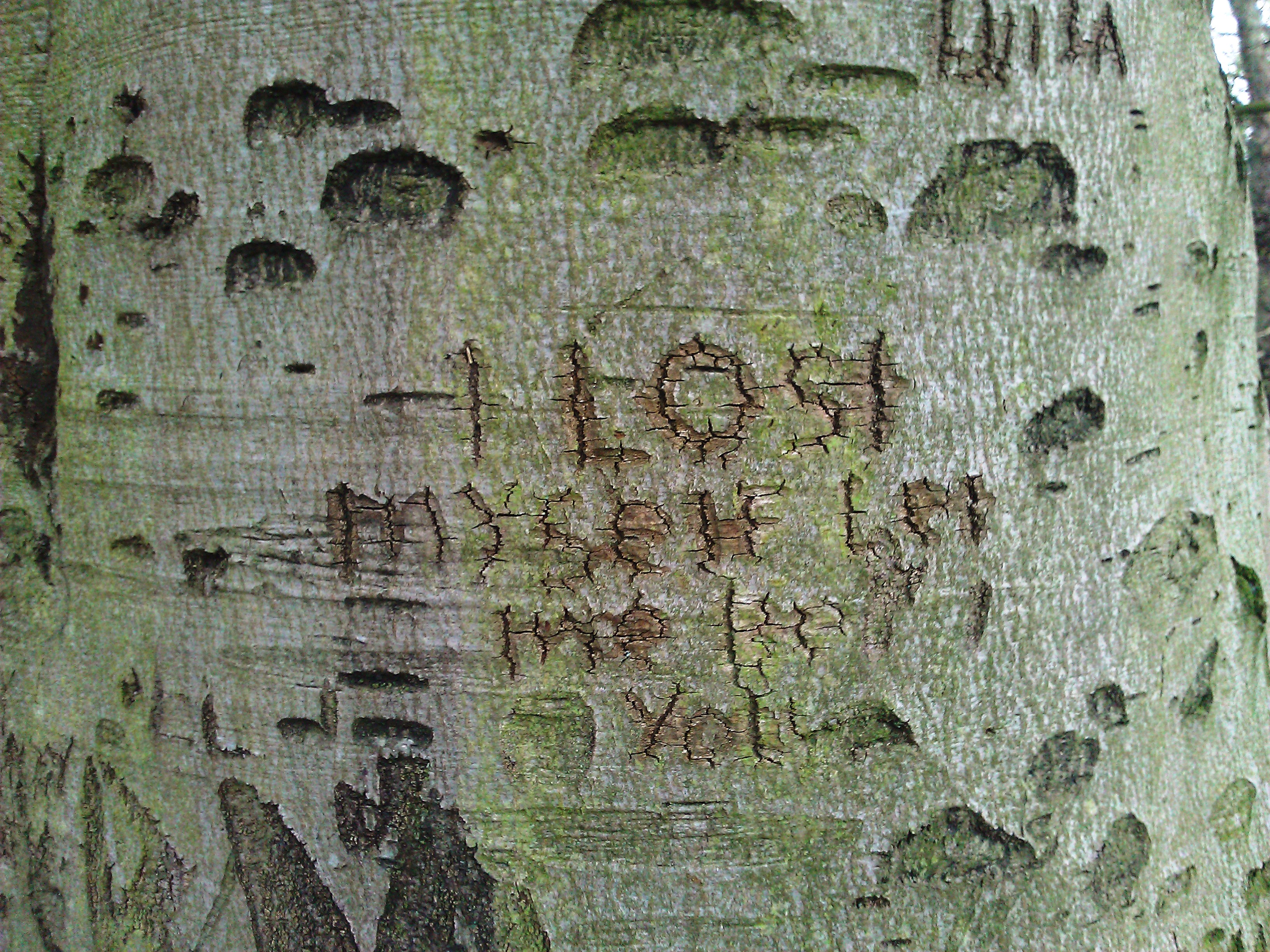 I lost myself – tree graffiti | I Spyer