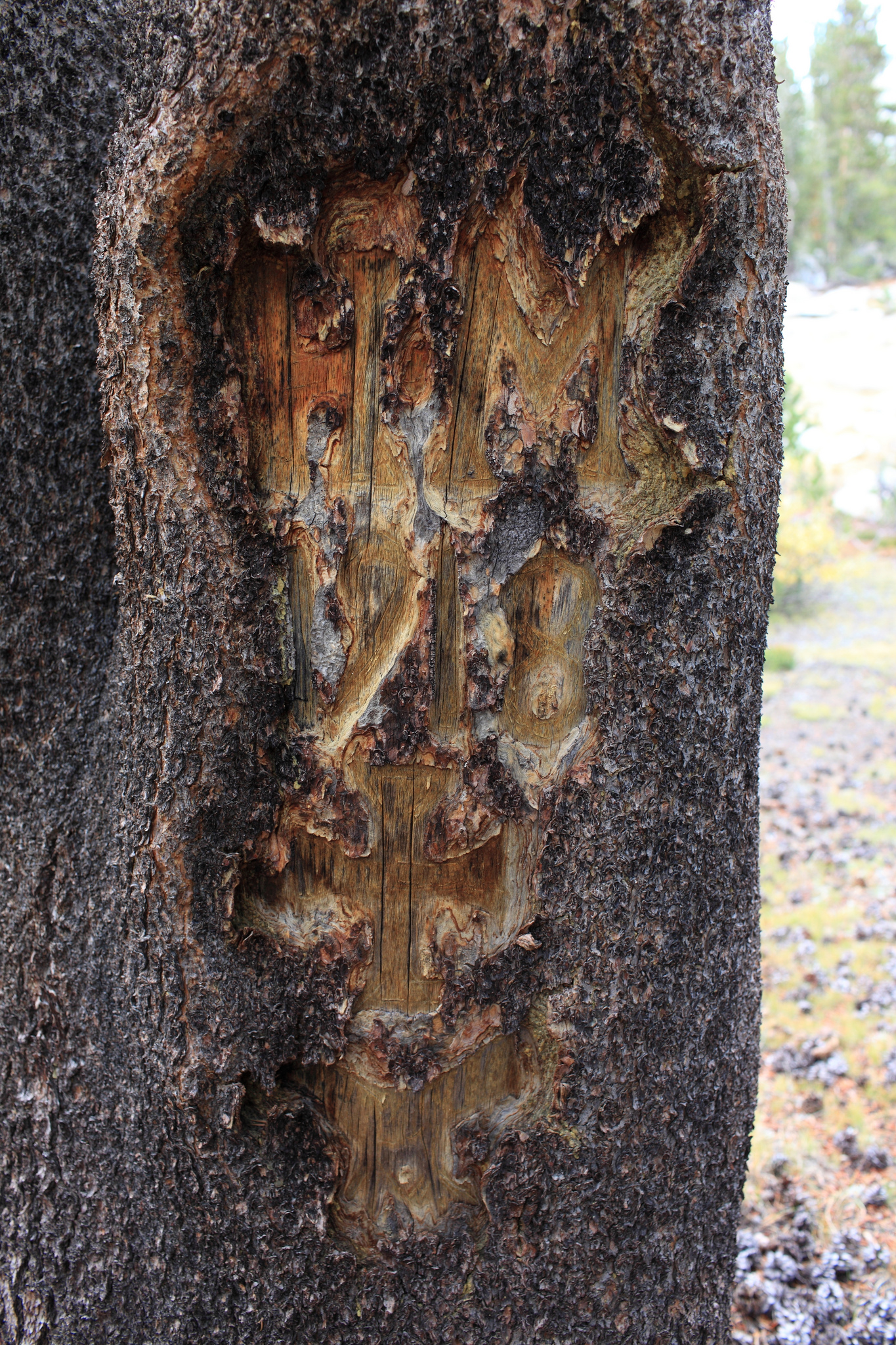 Old Tree Carvings | High Sierra Topix