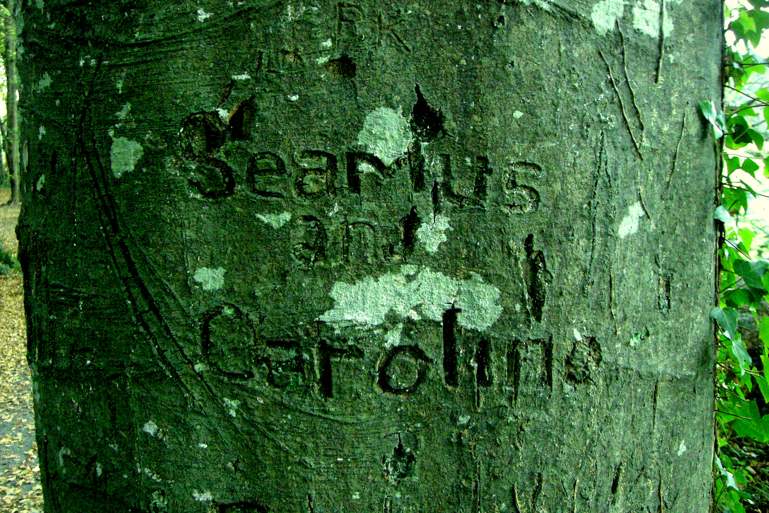 Carved in tree, Carving, Eternal, Green, Love, HQ Photo