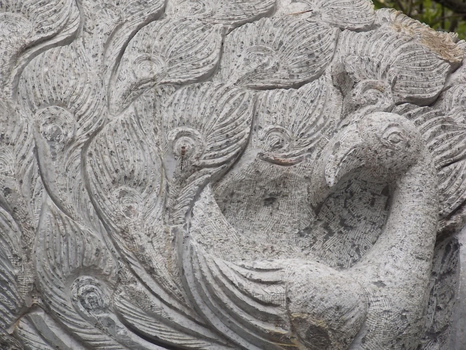 Peacock design - Carved on stone