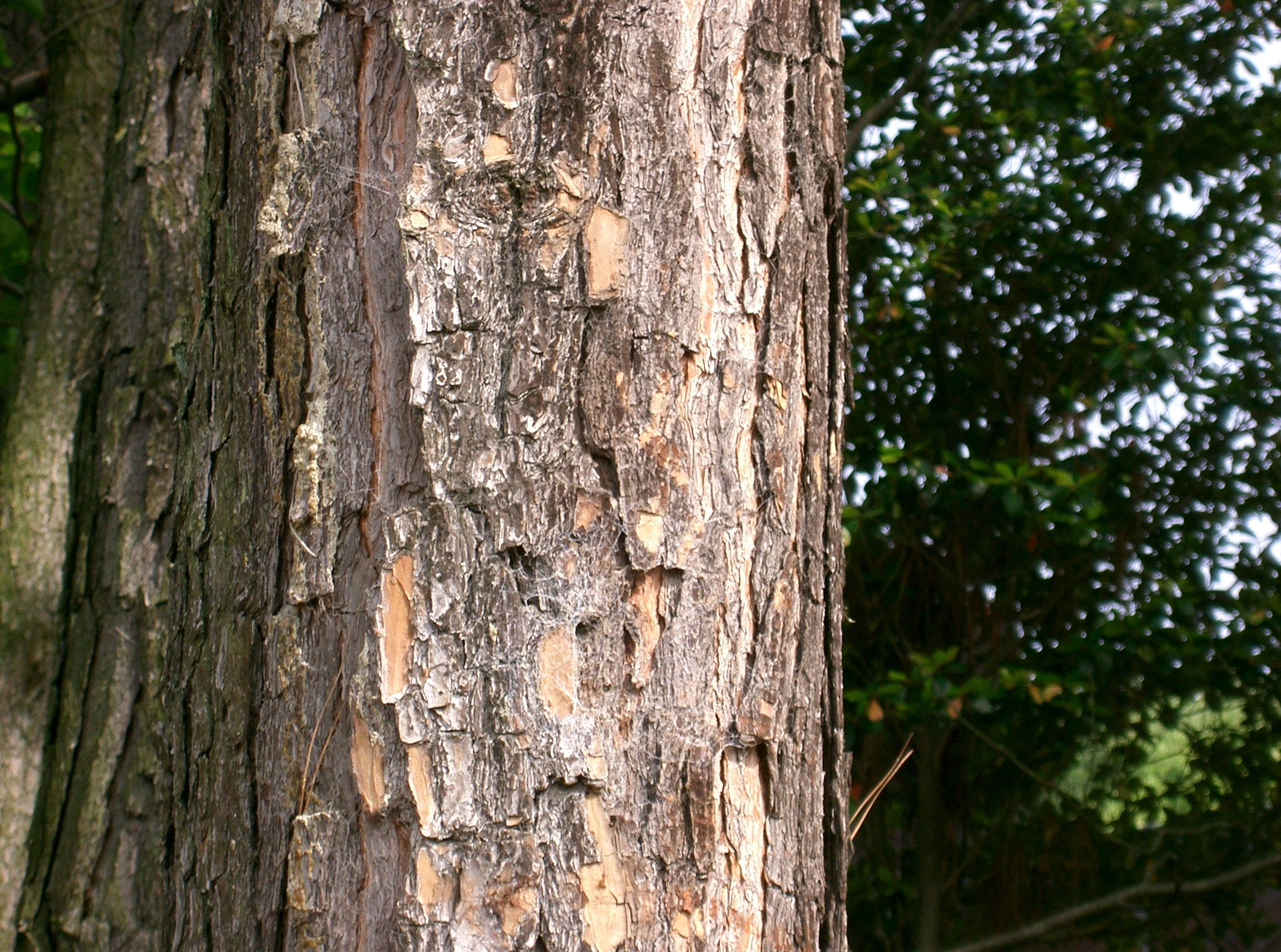 Características microscópicas da casca de árvores e arbustos