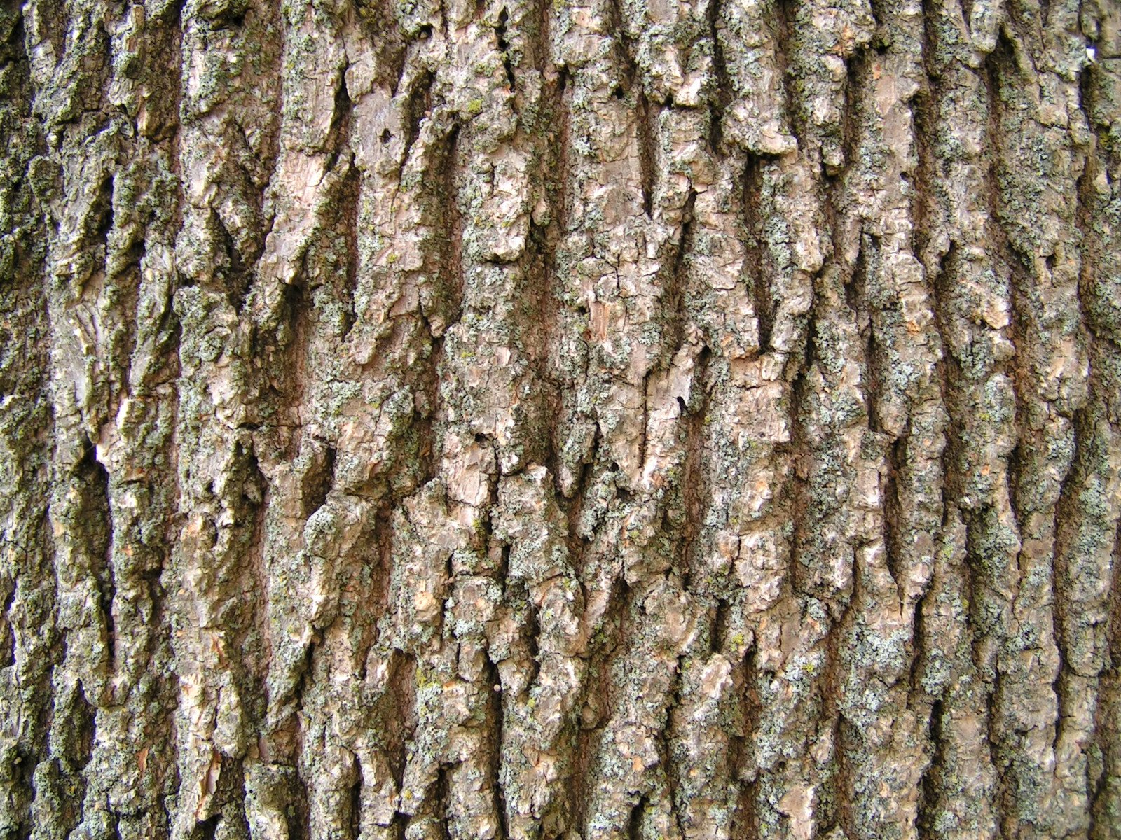 Free Textura da casca de árvore Stock Photo - FreeImages.com