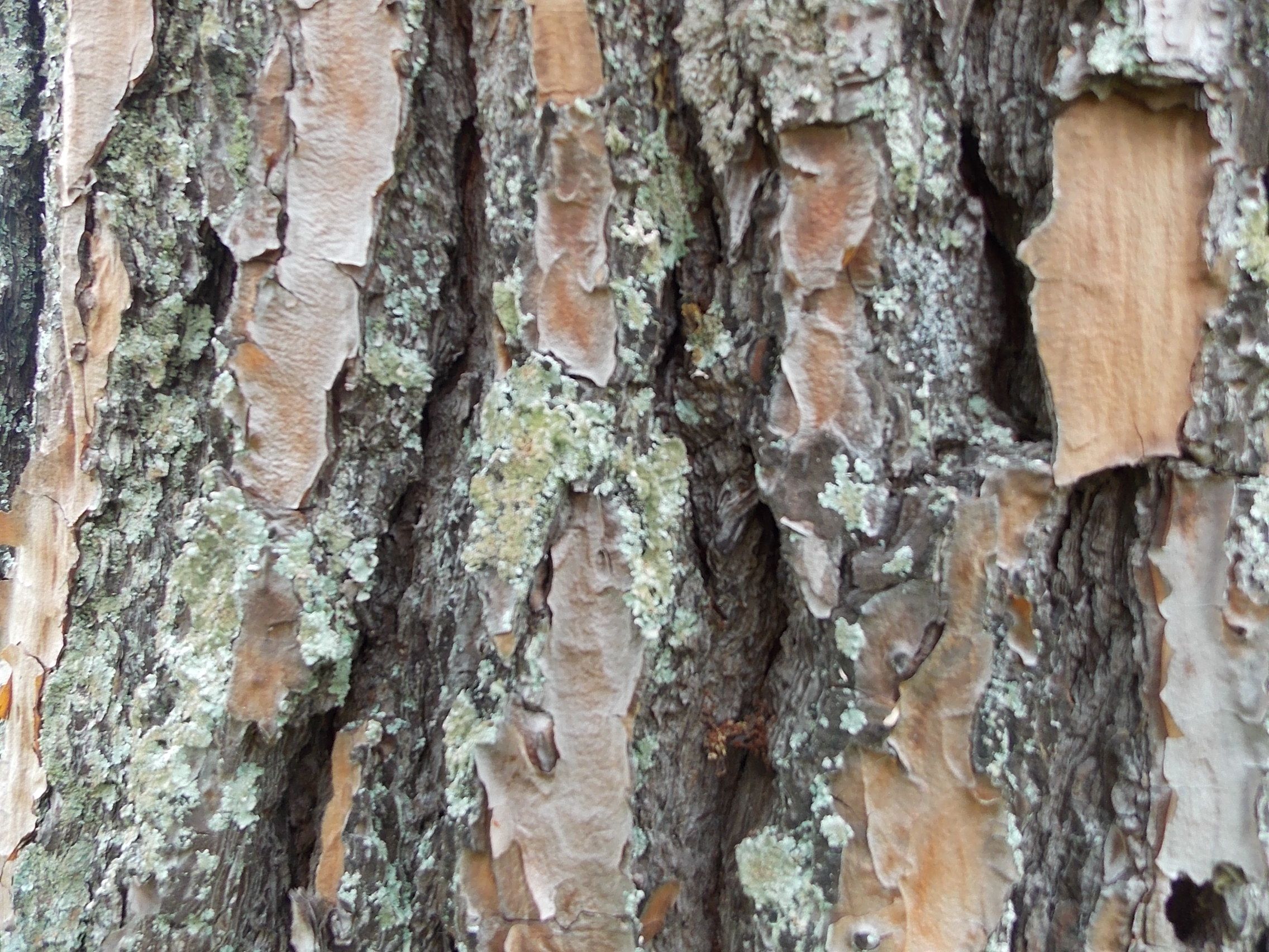 Textura - Casca de Árvore | Sítiio em Arujá | Pinterest | Textura e ...