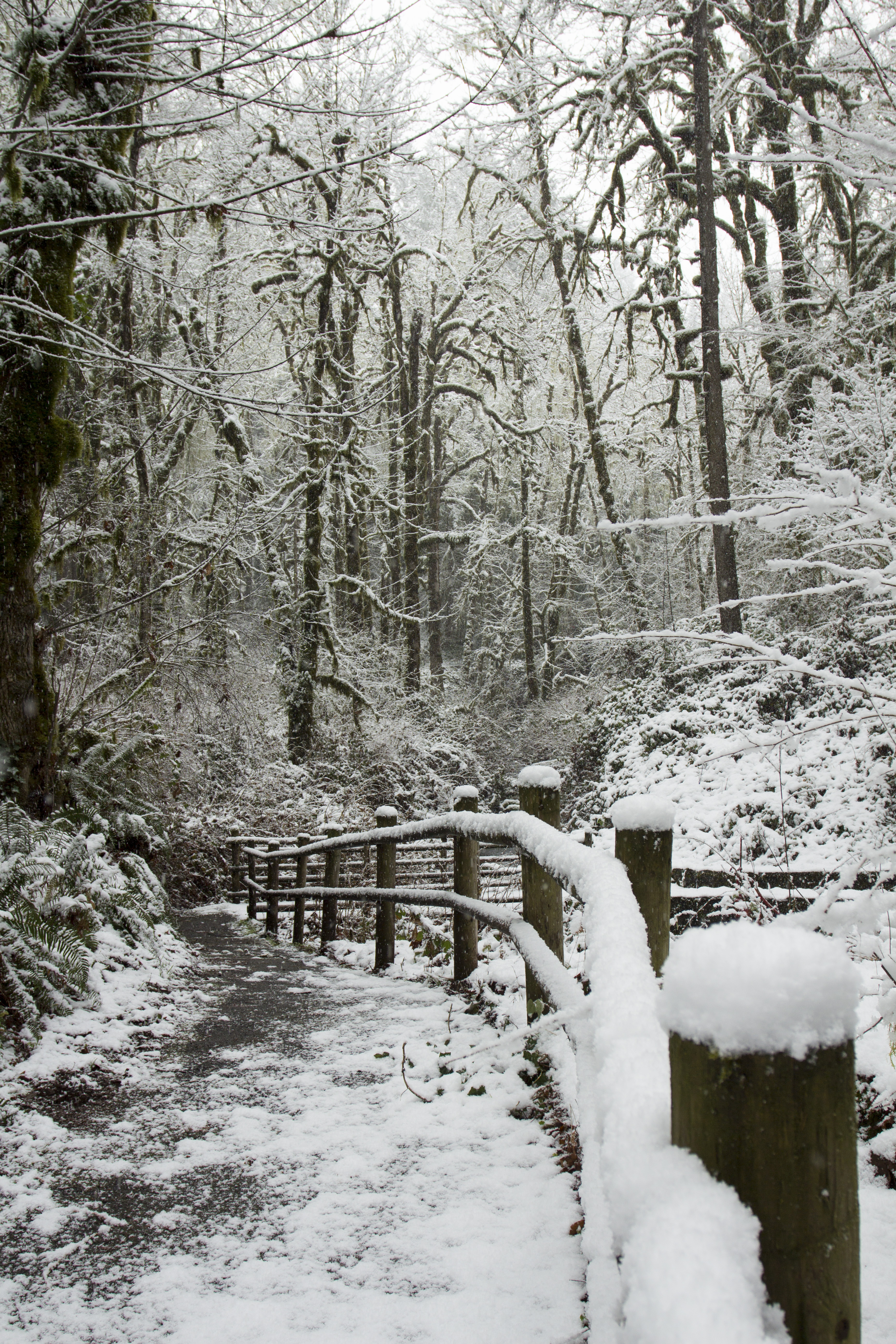 Cascadia state park in snow, oregon photo