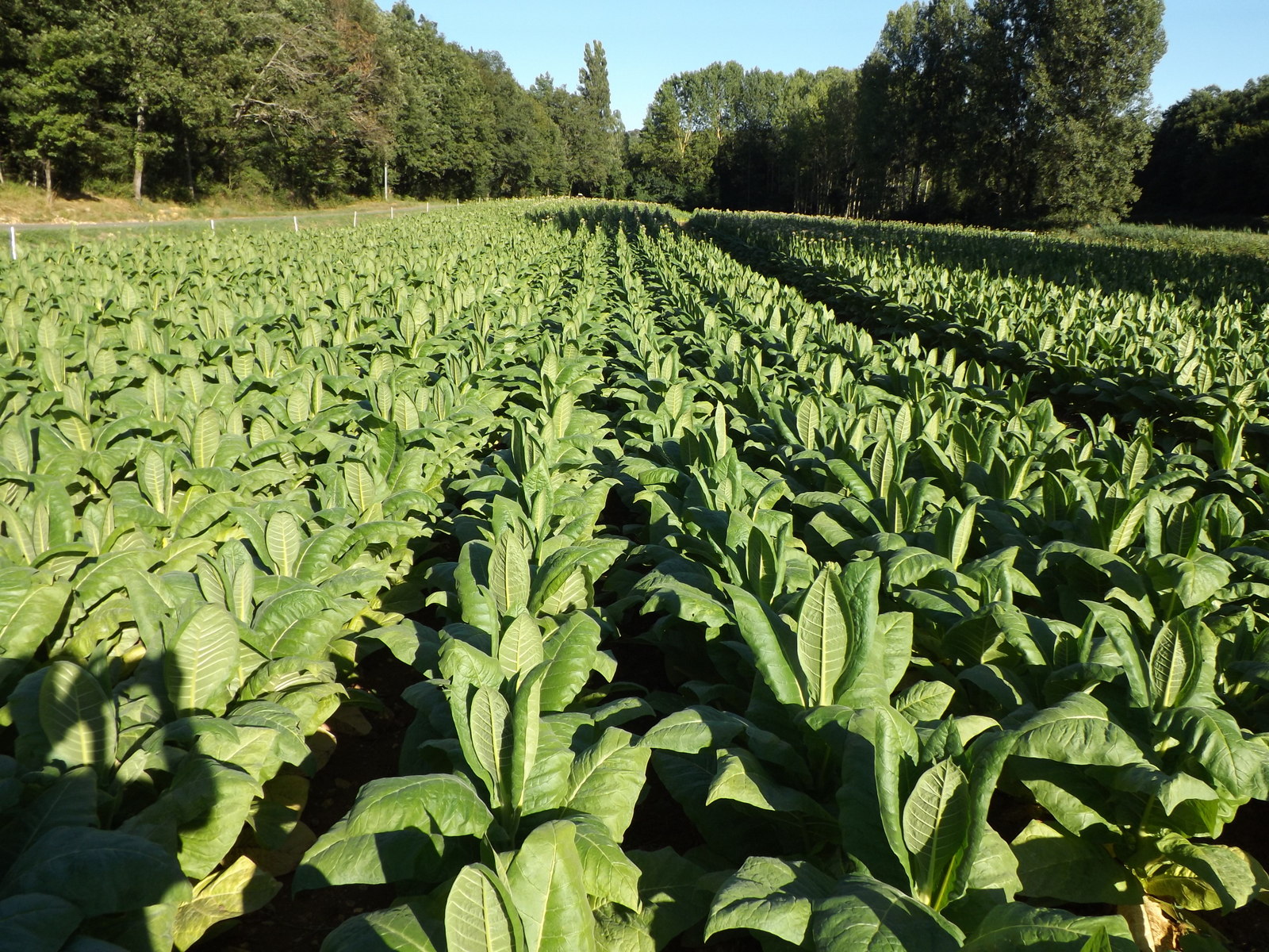 Tobacco, the (ex) cash crop of Dordogne – Things to do and see from ...