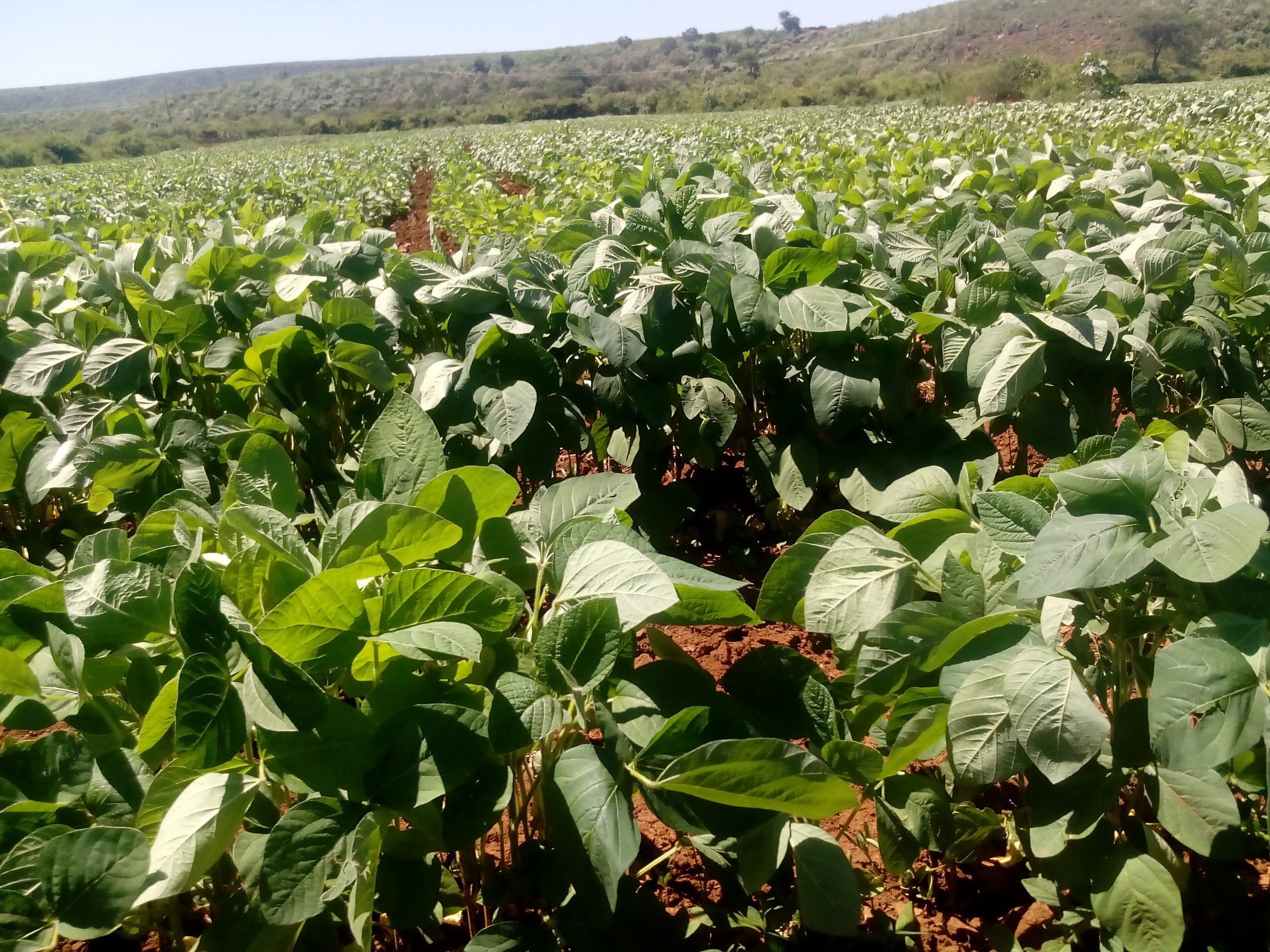 SOYA BEANS FARMING AS A CASH CROP IN NAKURU COUNTY: | VICDA