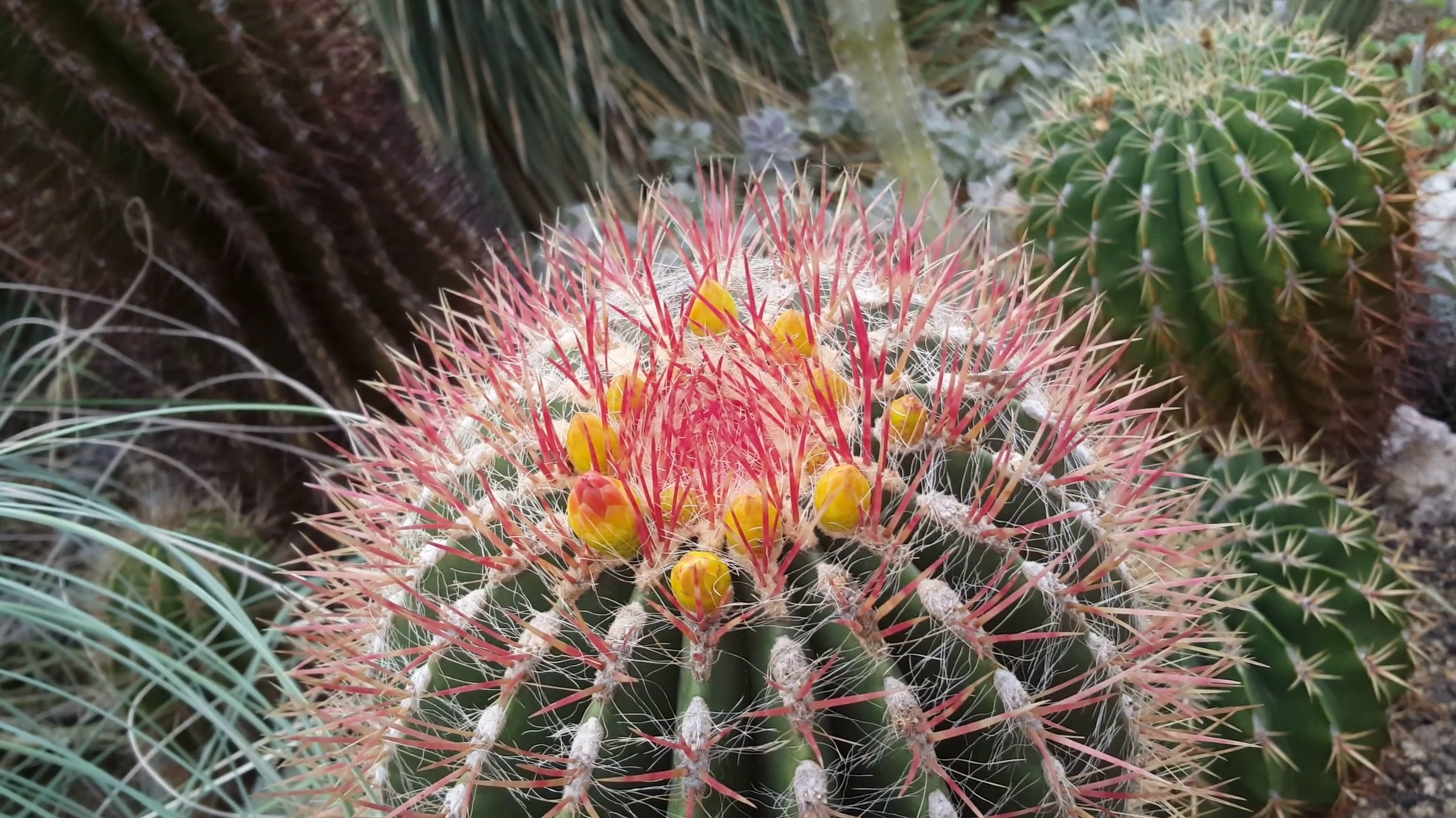 Thorny cactus photo