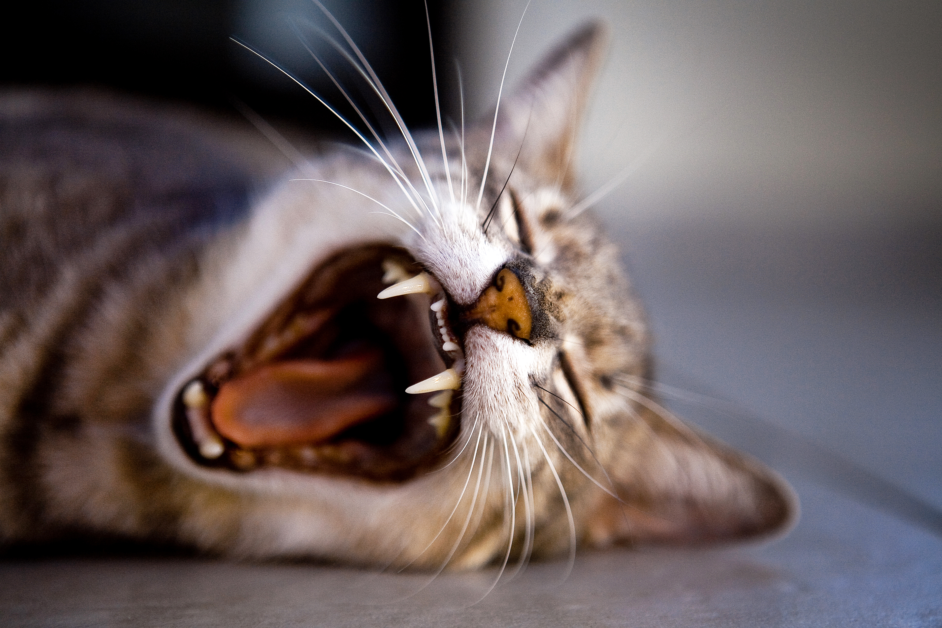 7 Weird But True Facts About Cats - Sykesville Veterinary Clinic